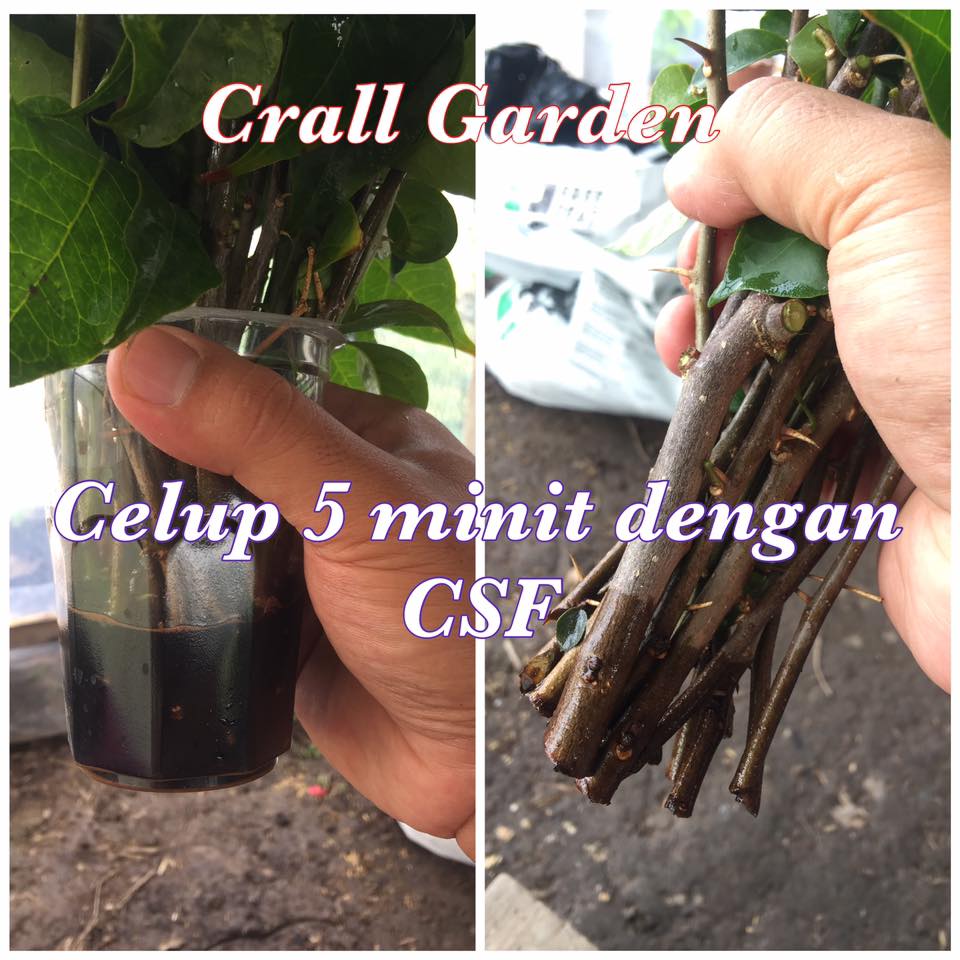 Kamu Tanam Bunga Kertas Cara Cralls Garden Bougainvillea Facebook
