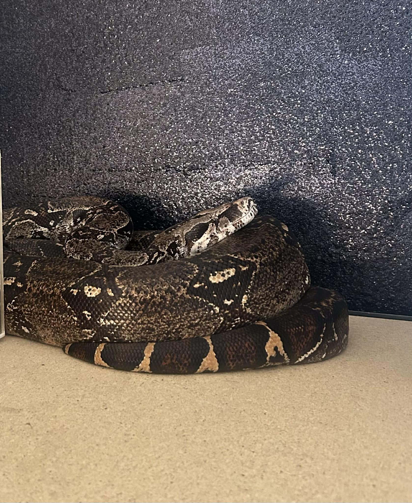 Ruby's Reptile Rodeo