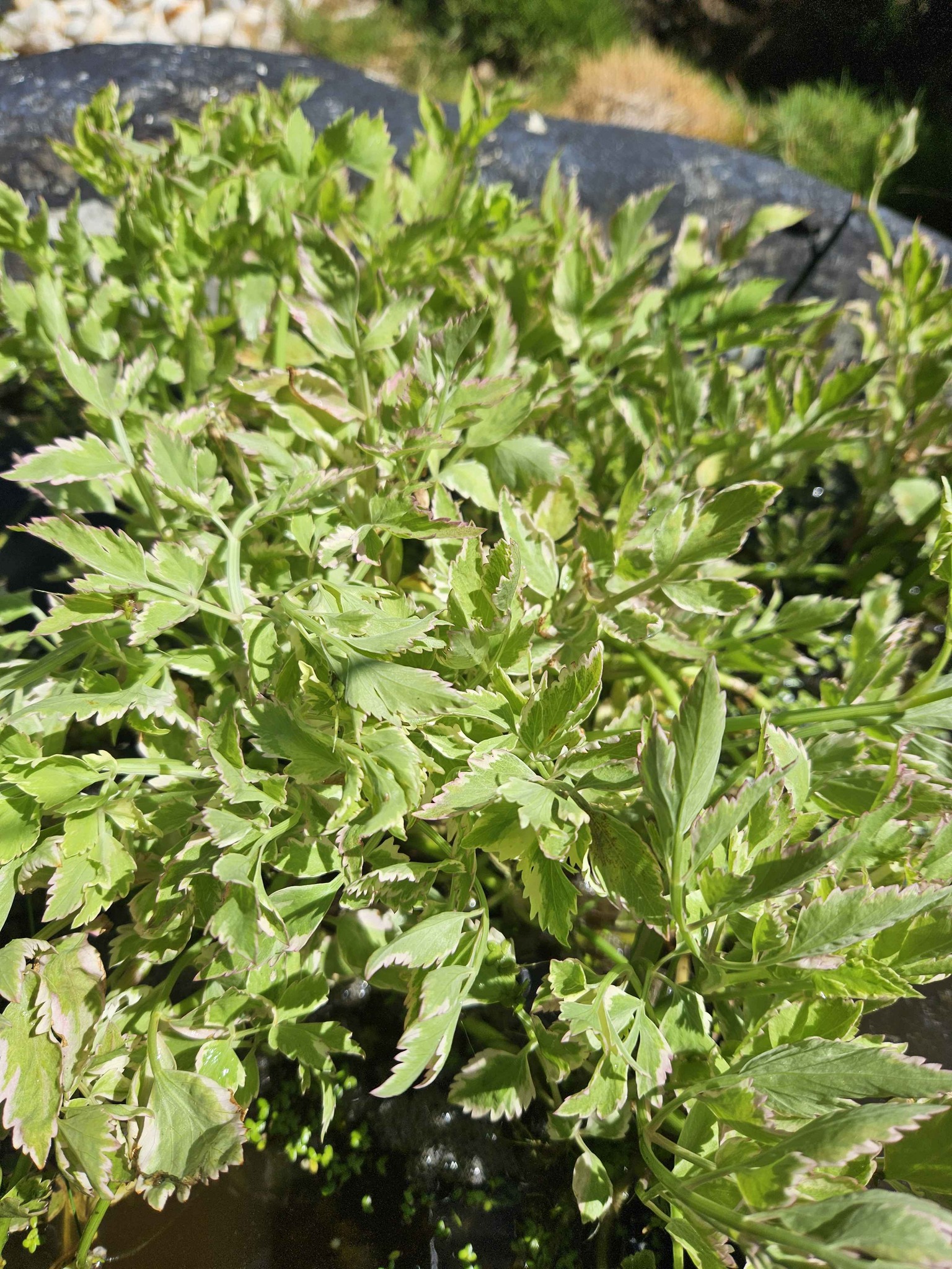 Water celery or Java waterdropwort (Oenanthe javanica) outdoor pond ...