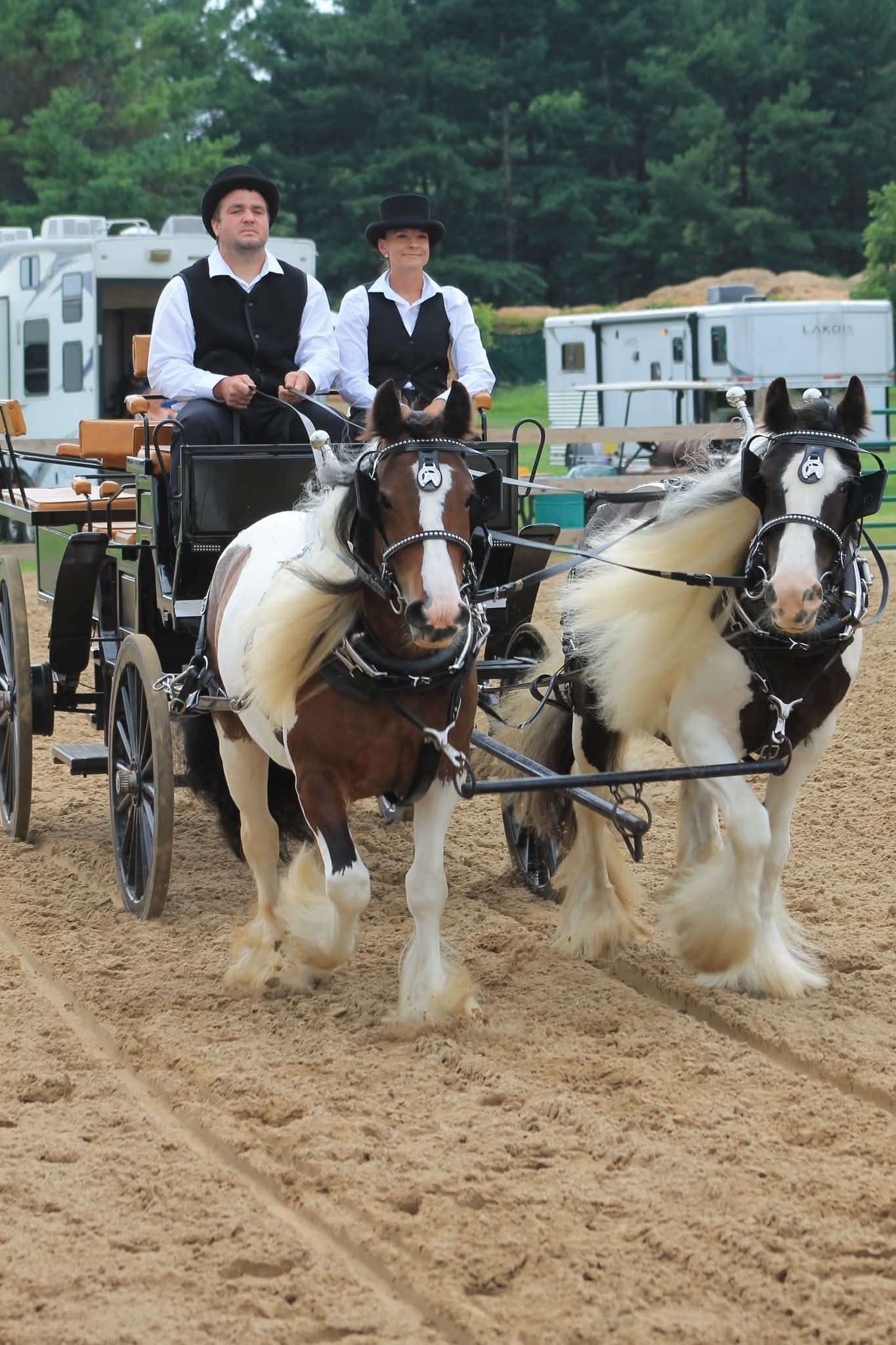 Ingham County Donkey, Mule, Miniature and Draft Horse Show | Mason MI
