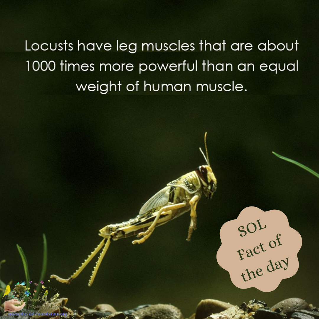Our fact this week is about #locusts... - The SOL Foundation