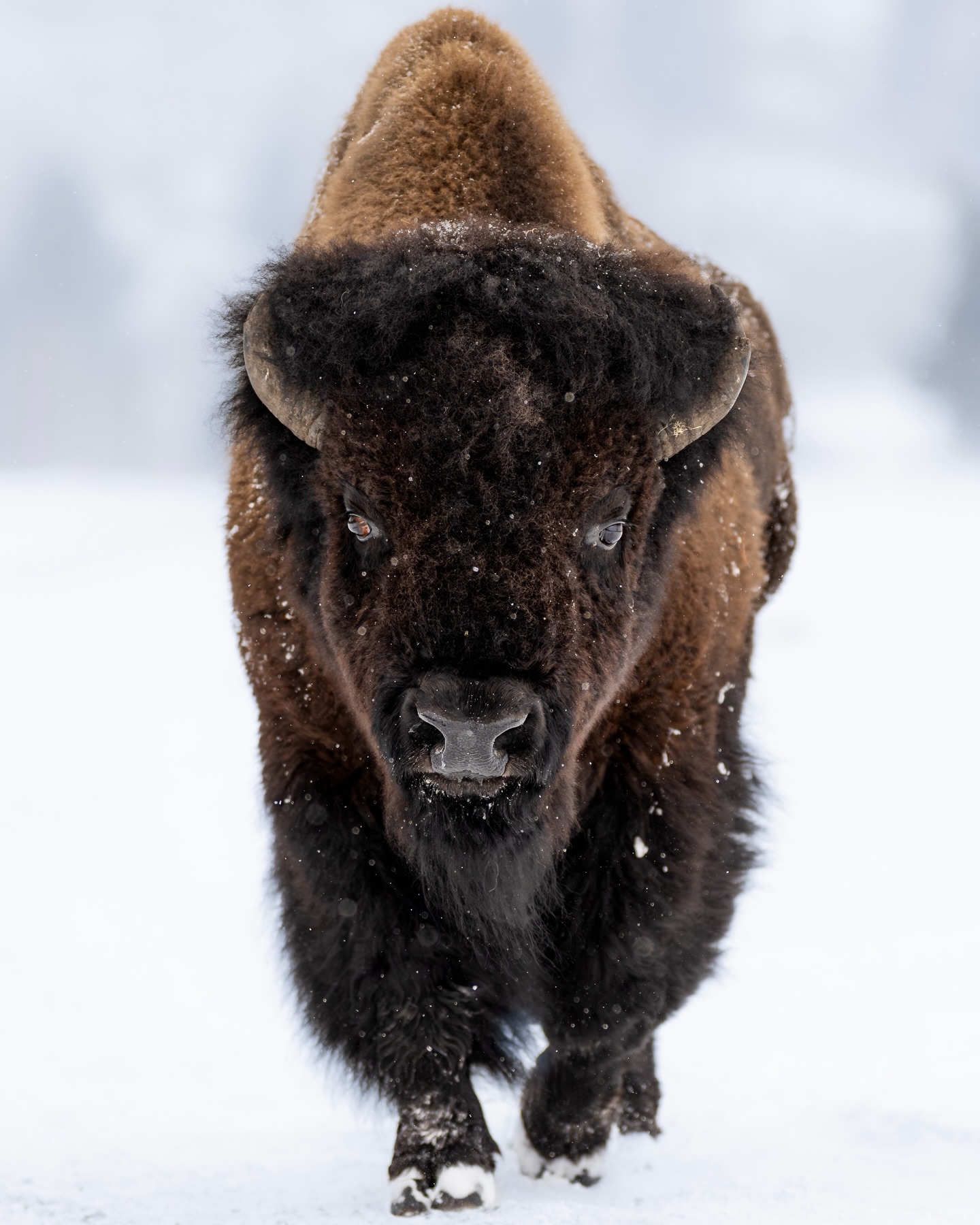 Michael Hegyi Photography... - Michael Hegyi Photography