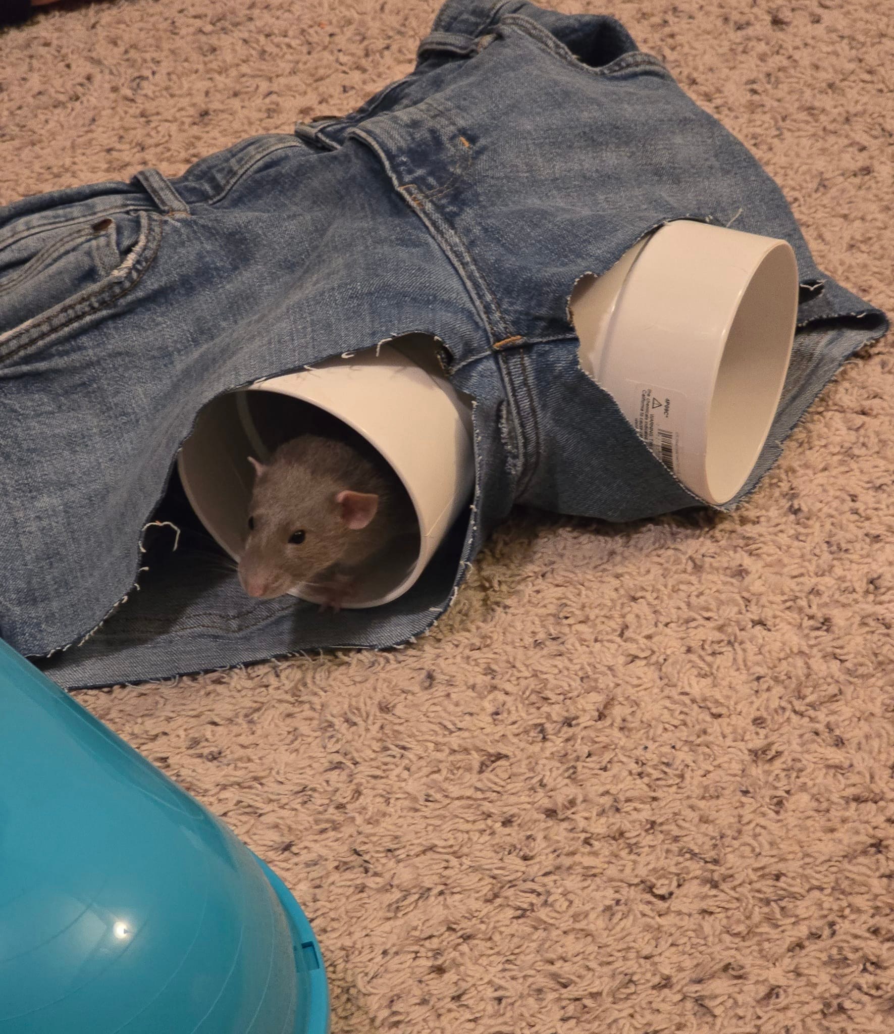 DIY Rat Toys from Old Jeans