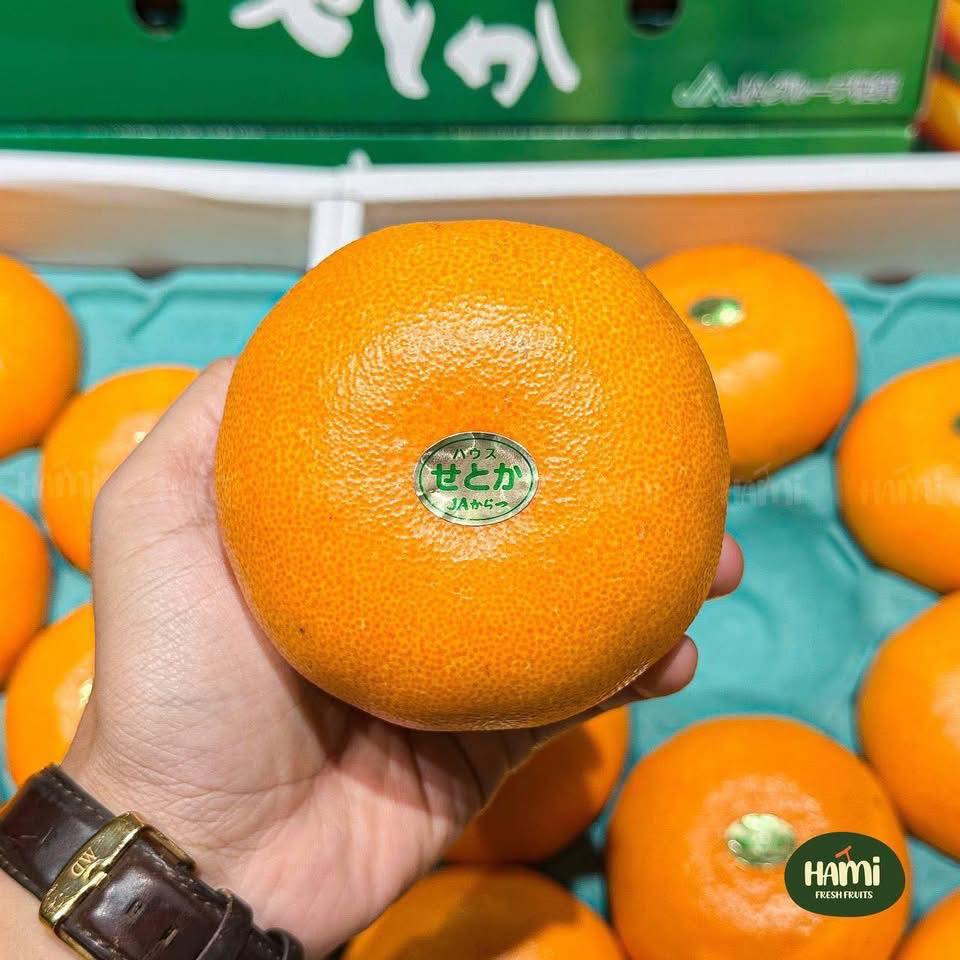 Japanese Ehime Setoka Mandarin Orange Gift Box 🍊🇯🇵 Setoka
