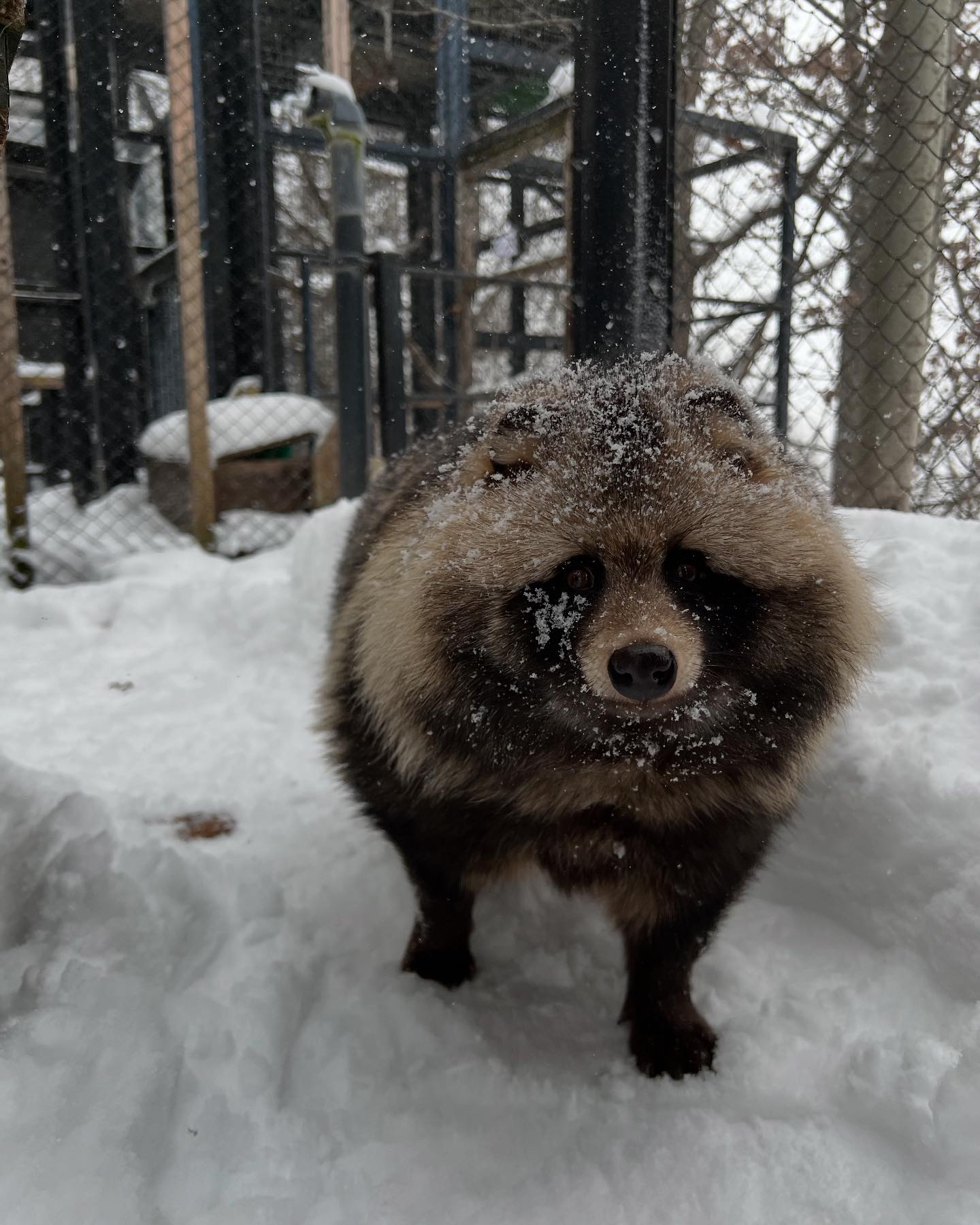 2024-12-11 ⁡ 本日のエゾタヌキのそら❄️ ＊ #旭山動物園