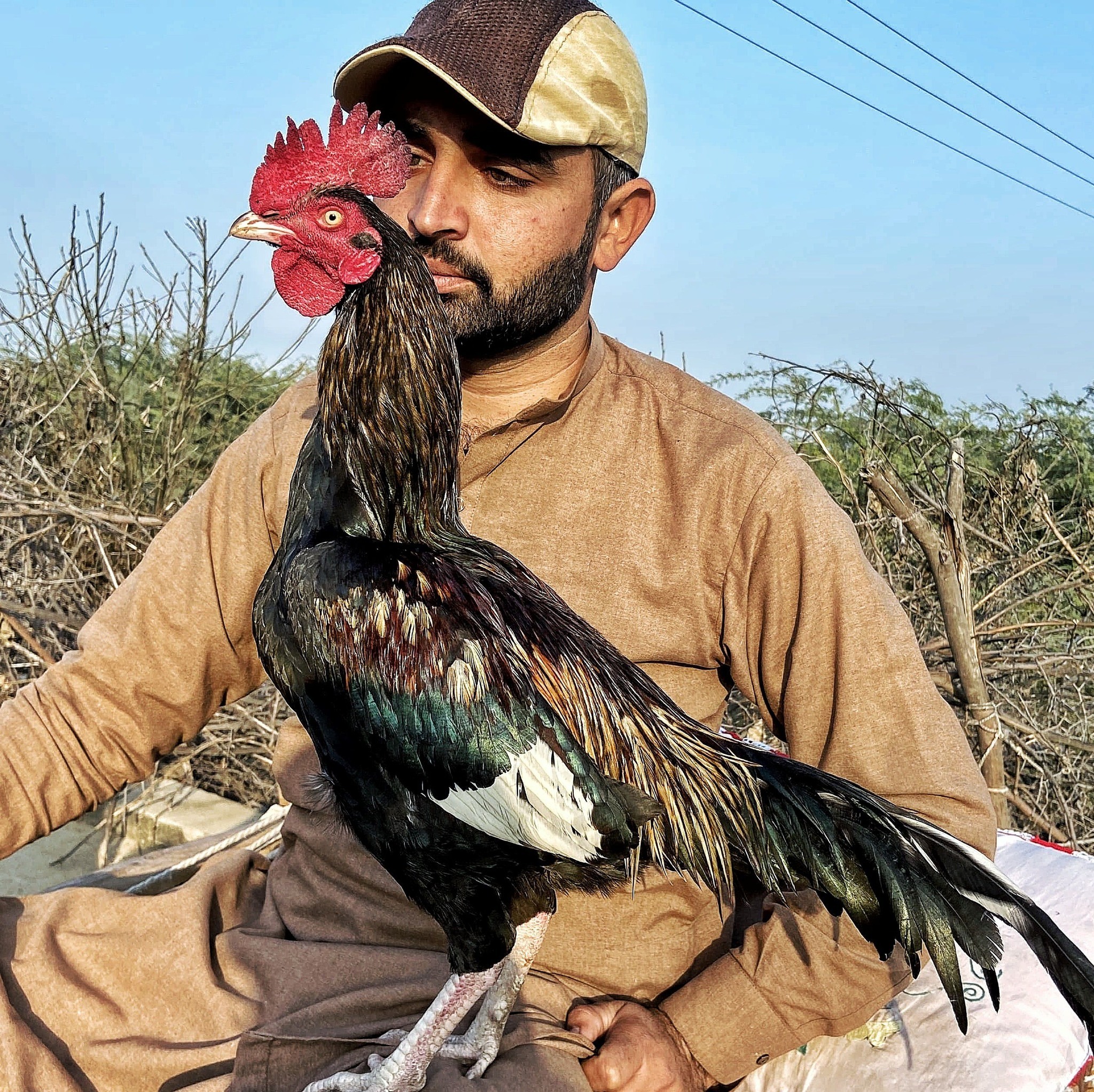 امروھا بریڈ اب اچھی ہے یا پیر شاہ عالم صاحب کے دور میں جو امروھا بریڈ ...