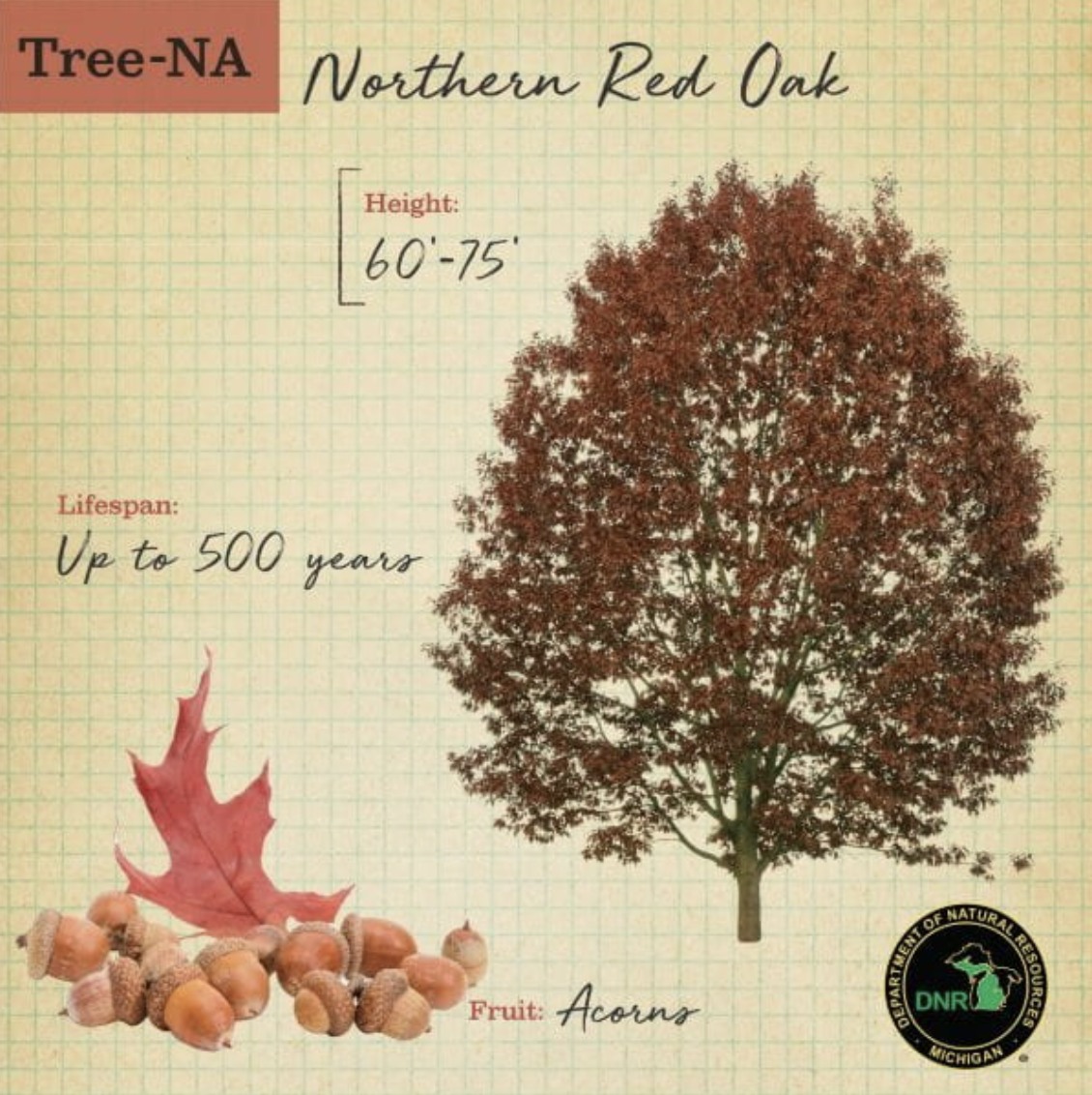 Kent - Native Tree Spotlight — Northern Red Oak Oak trees are well ...