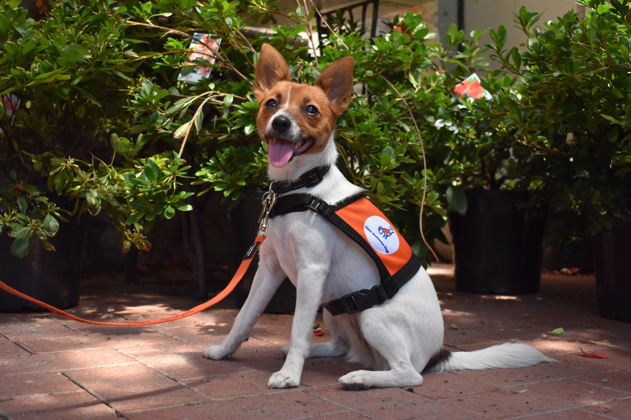 Lions - Miss March is 'Sherbet' 🧡 Sherbet is fully accredited and ...