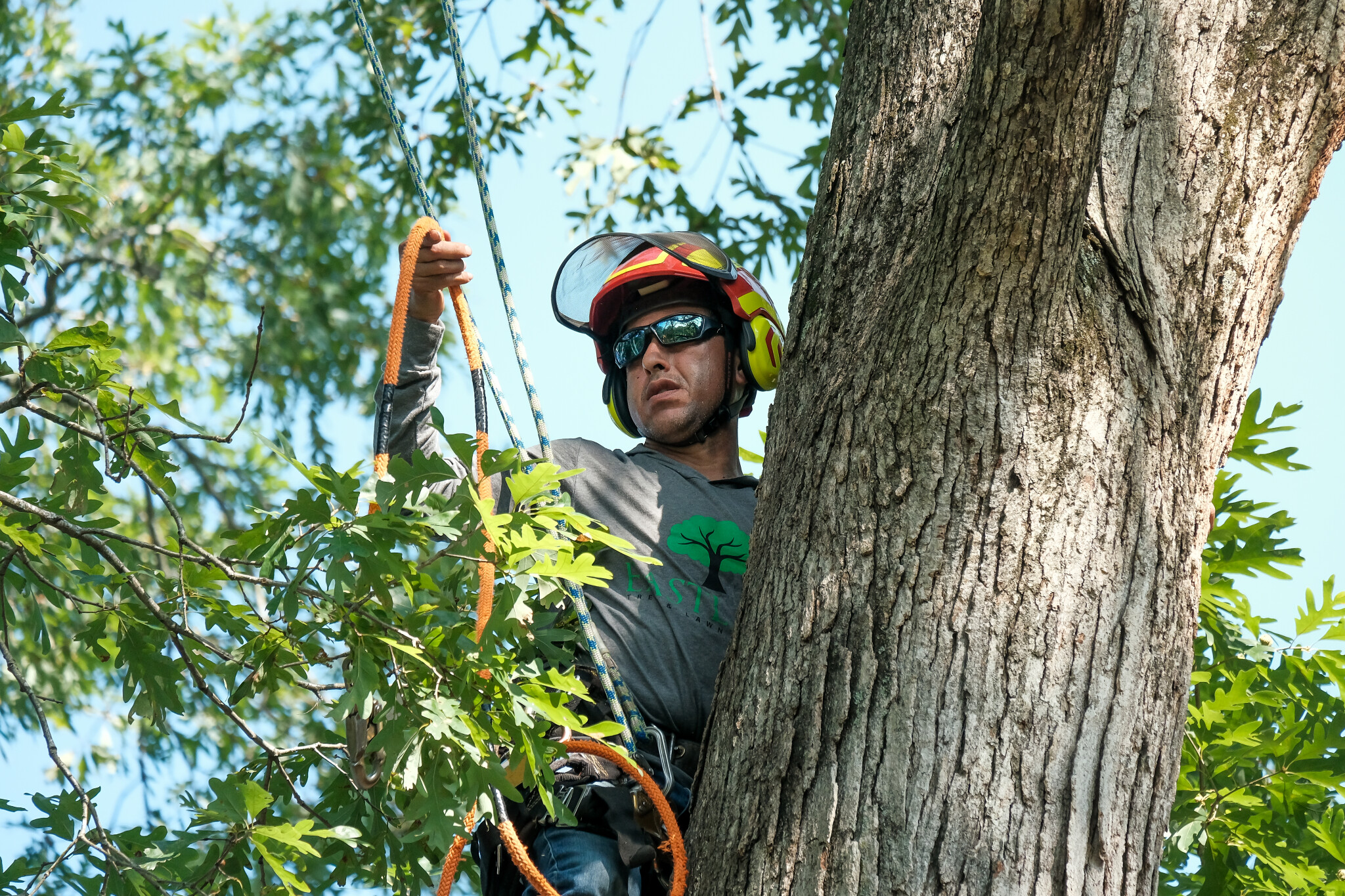 EastLake Tree Services