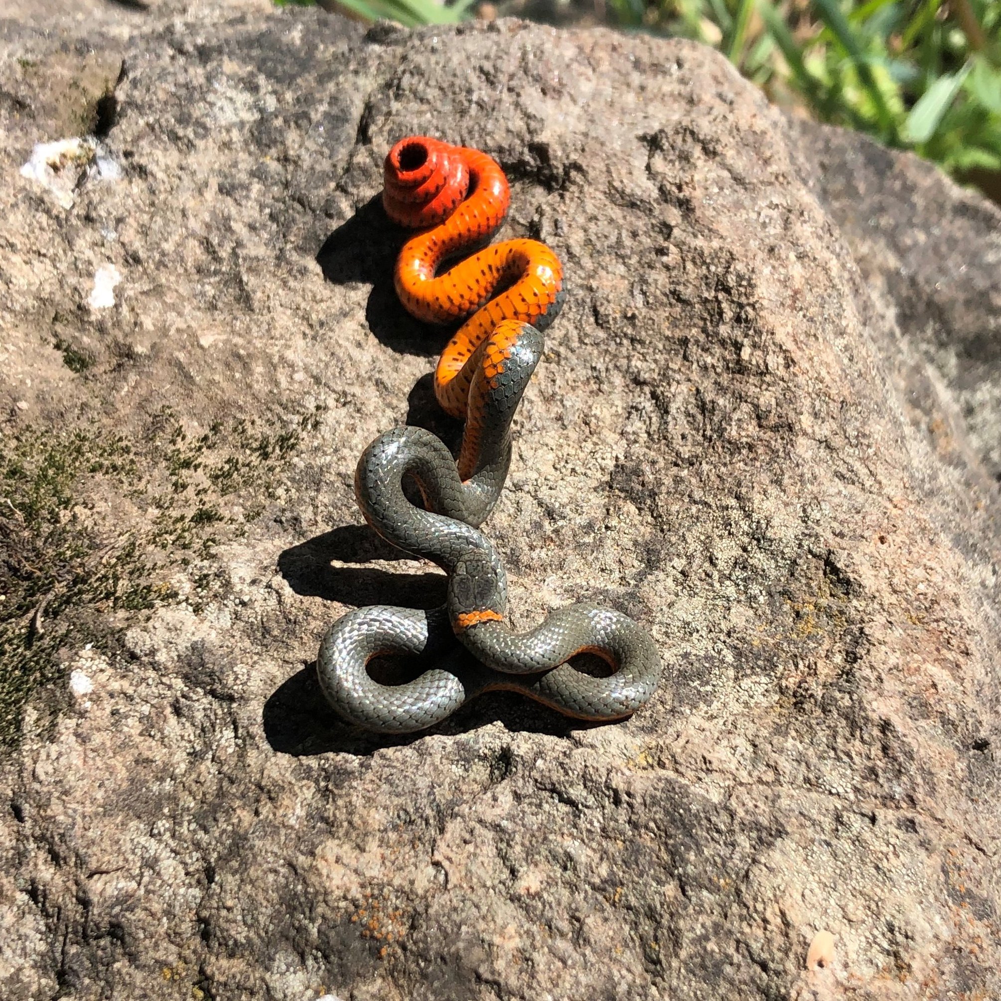 Did someone say snake? Most... - Sonoma County Regional Parks | Facebook