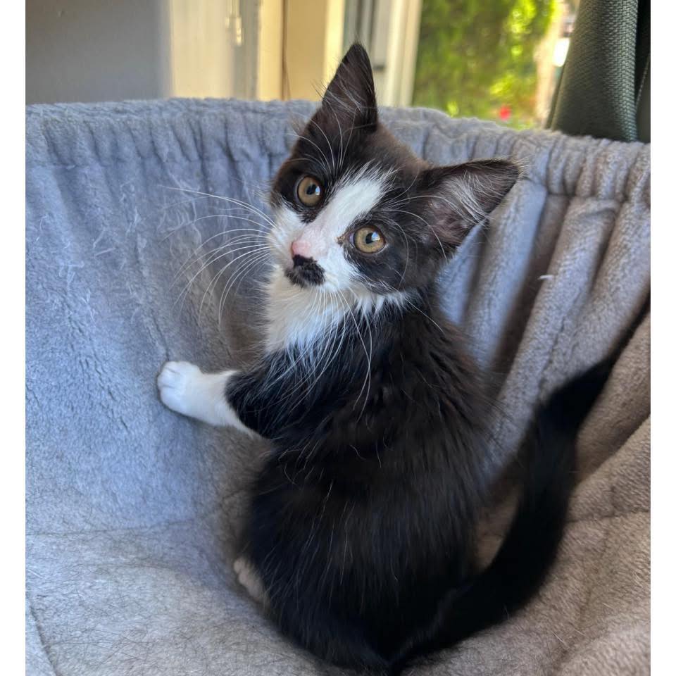 ️ ️ADOPTED ️ ️ ~*ATTENDING BETTER... - Perth Rescue Angels | Facebook