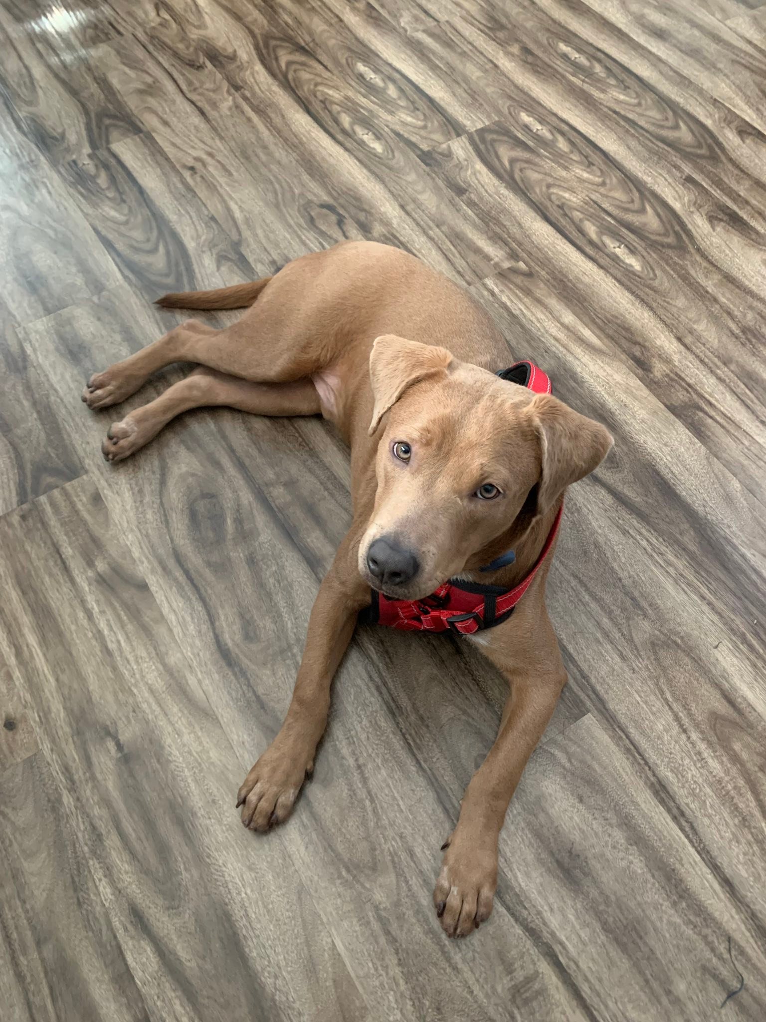 Backstreet - AVAILABLE for ADOPTION Chuco Crispy | 1.5 yrs | Male ...