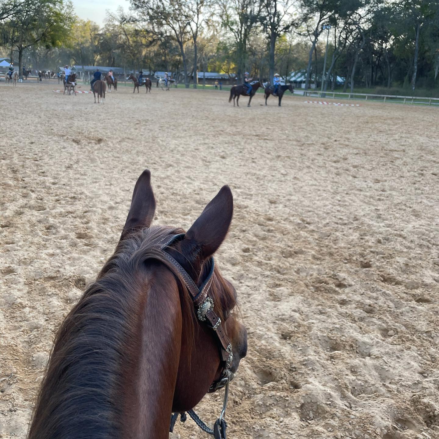 Scenes from a horse show!... - Magnolia Performance Horses | Facebook