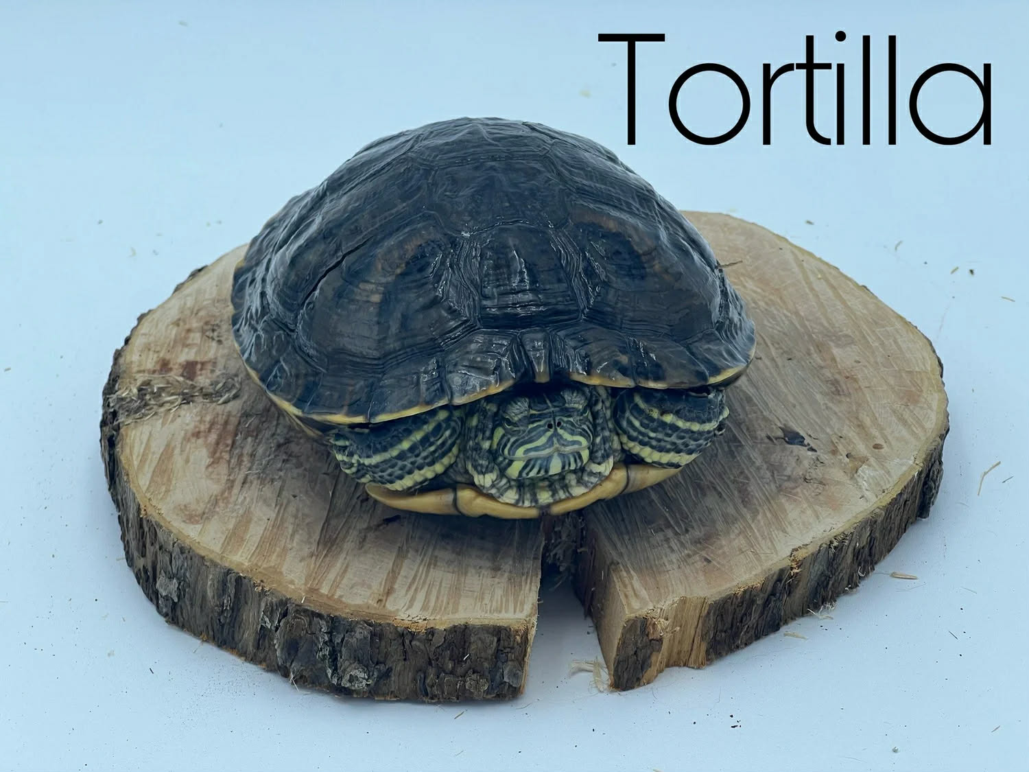 Ruby's Reptile Rodeo