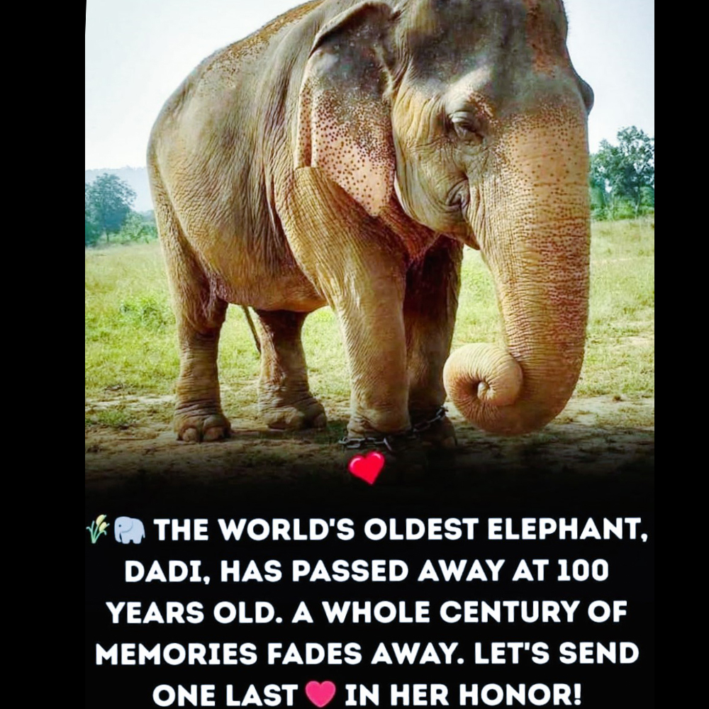 Animals - “A man stumbled upon a pregnant elephant giving birth to ...