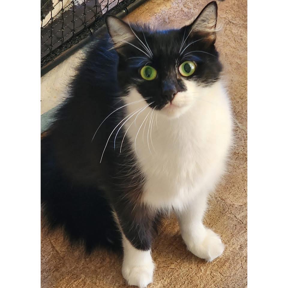 🌺🐰 MEET SERENA 🐰🌺 Hi there, I’m... - Perth Rescue Angels | Facebook