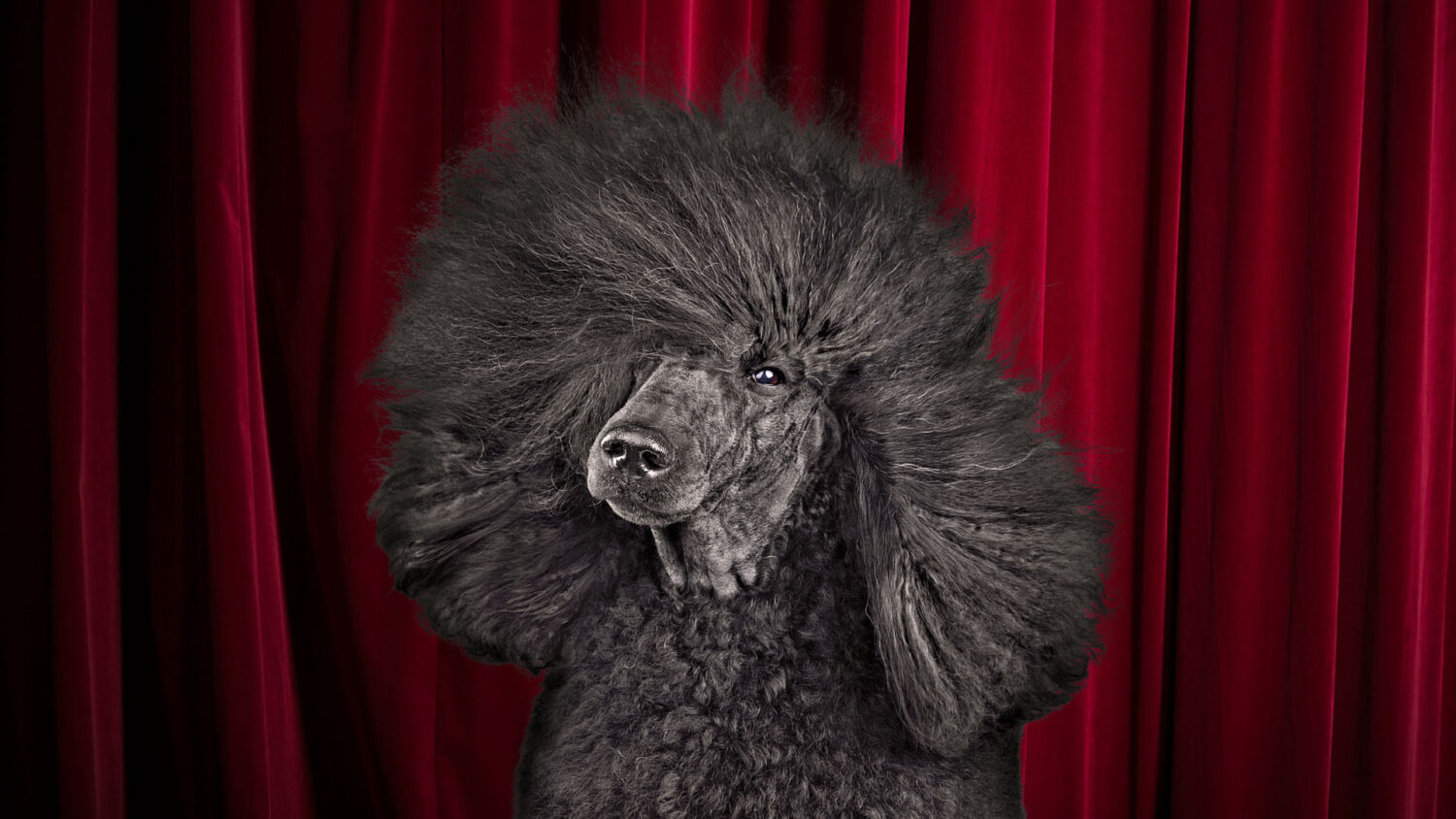 Online Dog Show