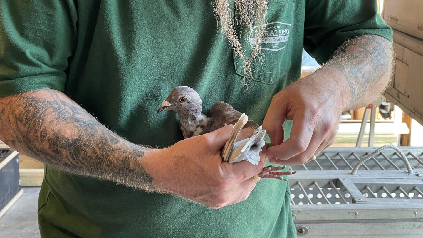 Lexington Racing Pigeon Club