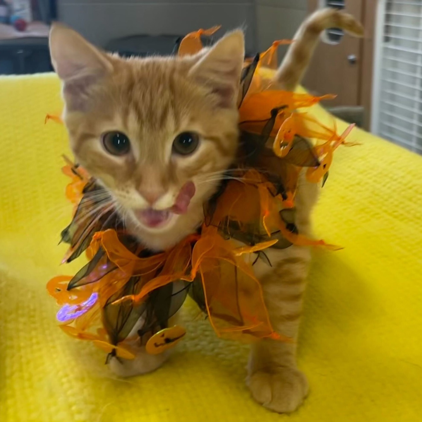 Queen Anne's County Animal Services' animals in Halloween costumes