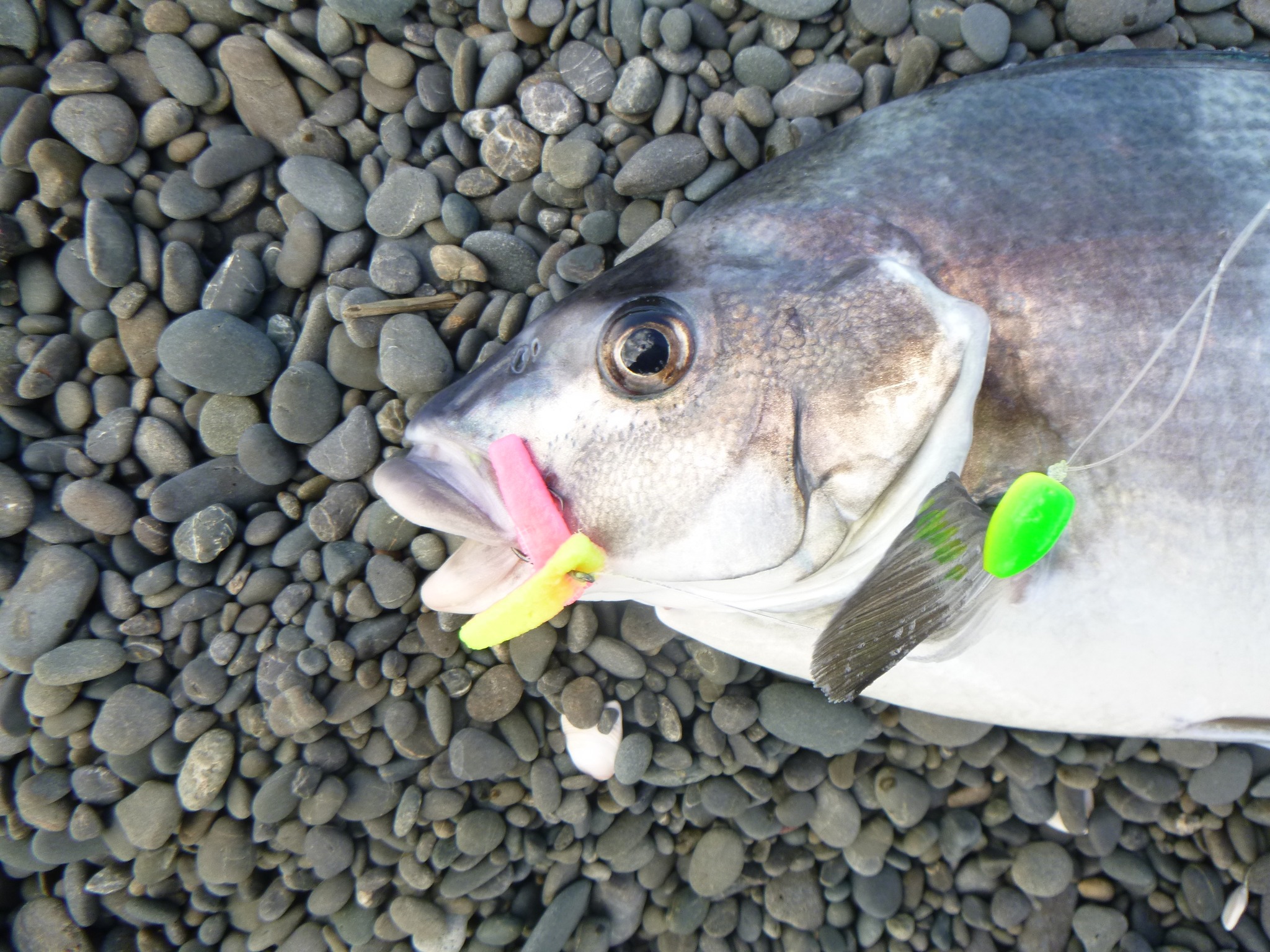 edible candy fishing lures Blue Water Rock Fish Candy Mojo - 32 oz Ball+bearing_specs003:5BB; 1RB Secure on your dropper Rod Type:6'8