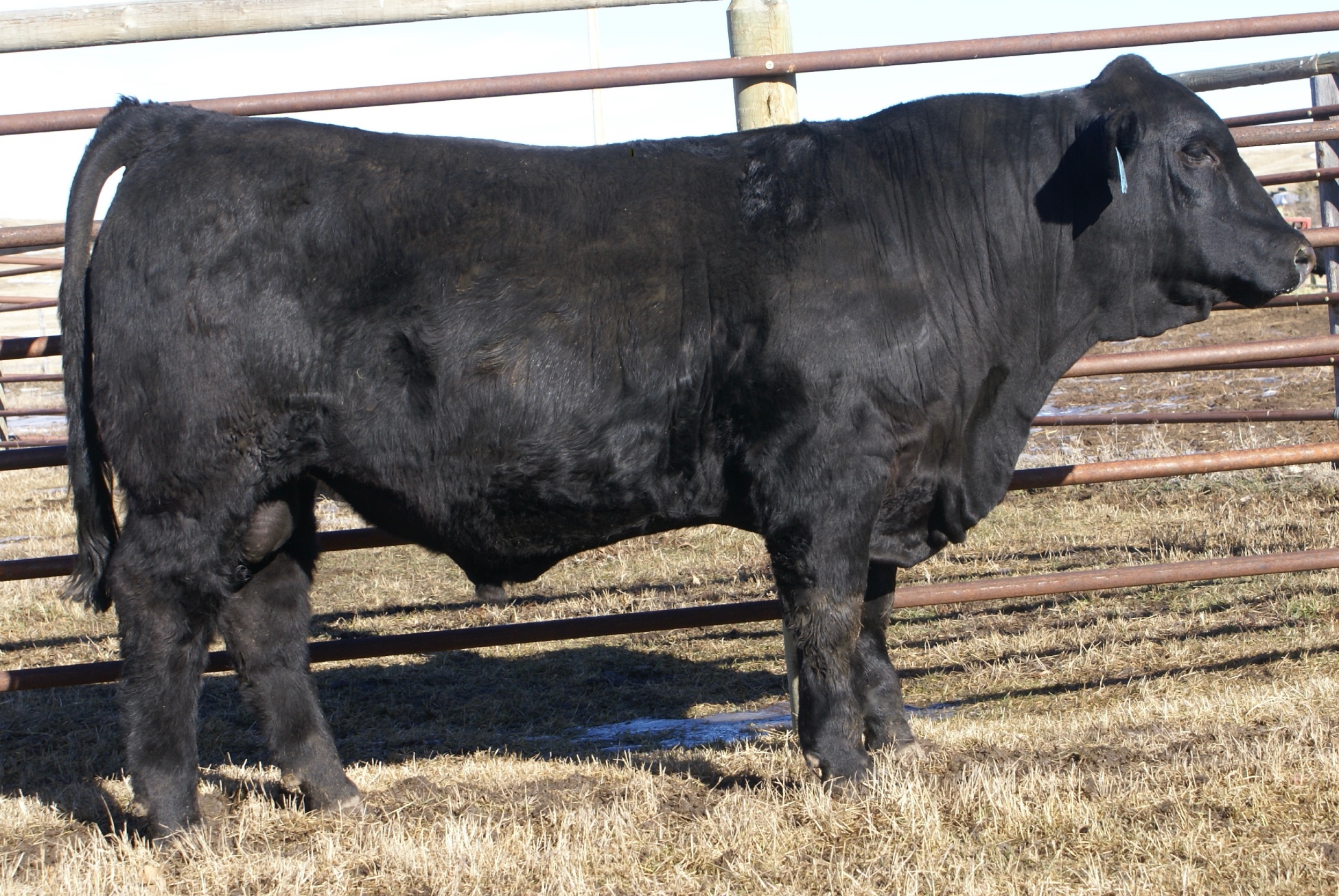 Danell Diamond Six Gelbvieh Ranch