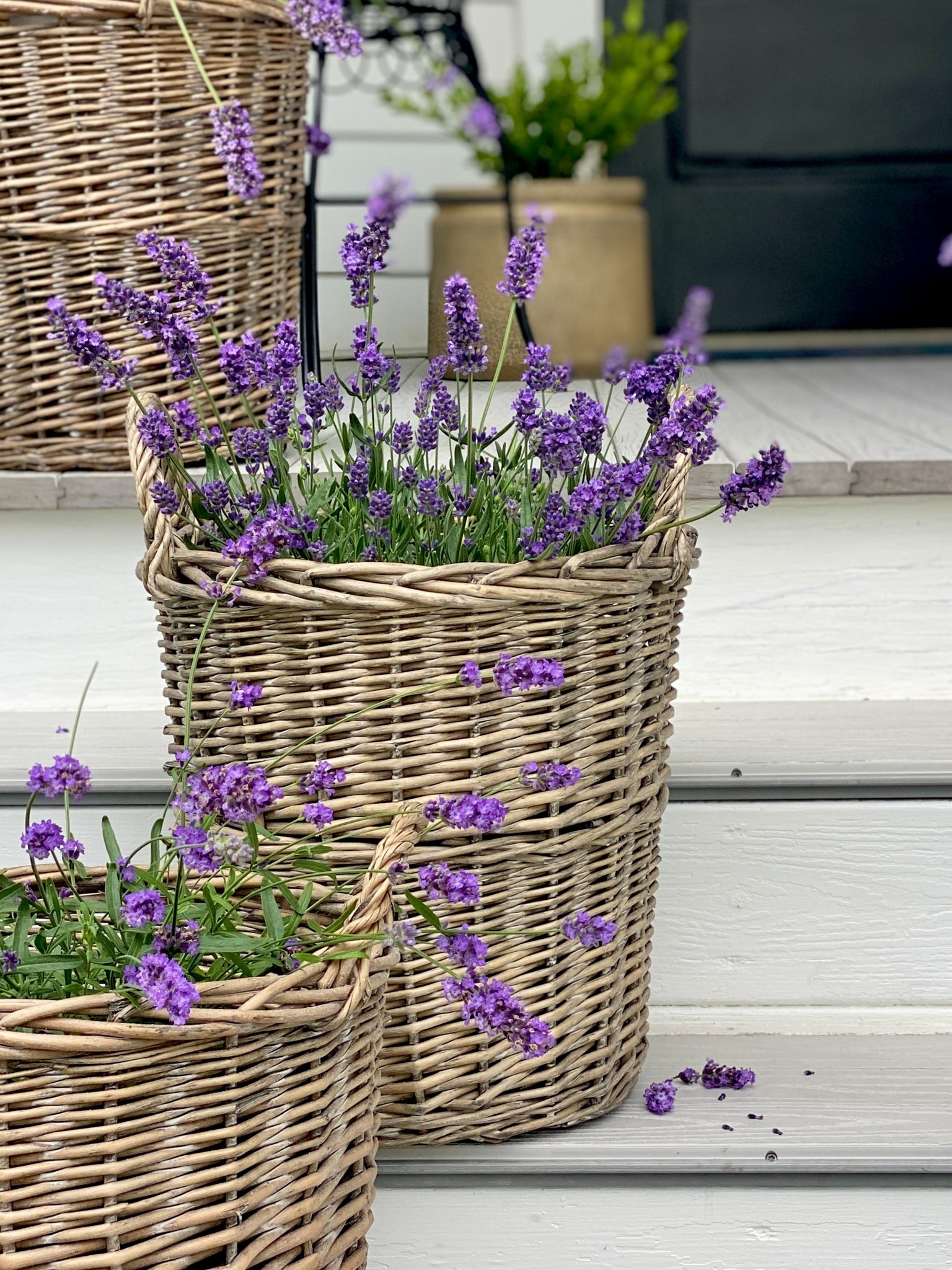Sweet Romance lavender is a treasure in the landscape! Enjoy 