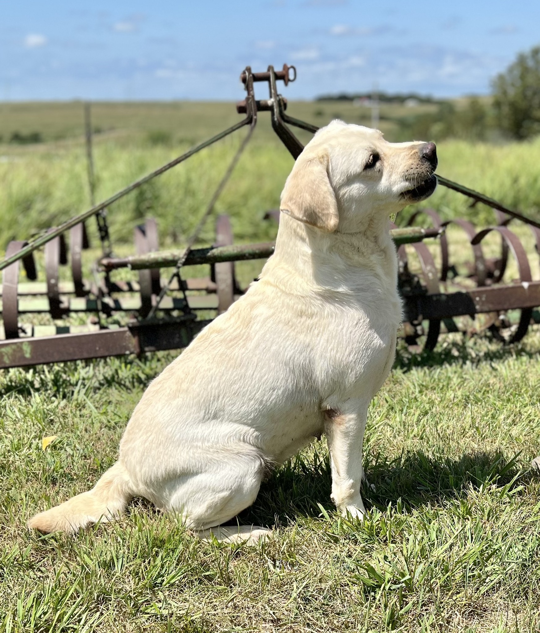 True Labradors