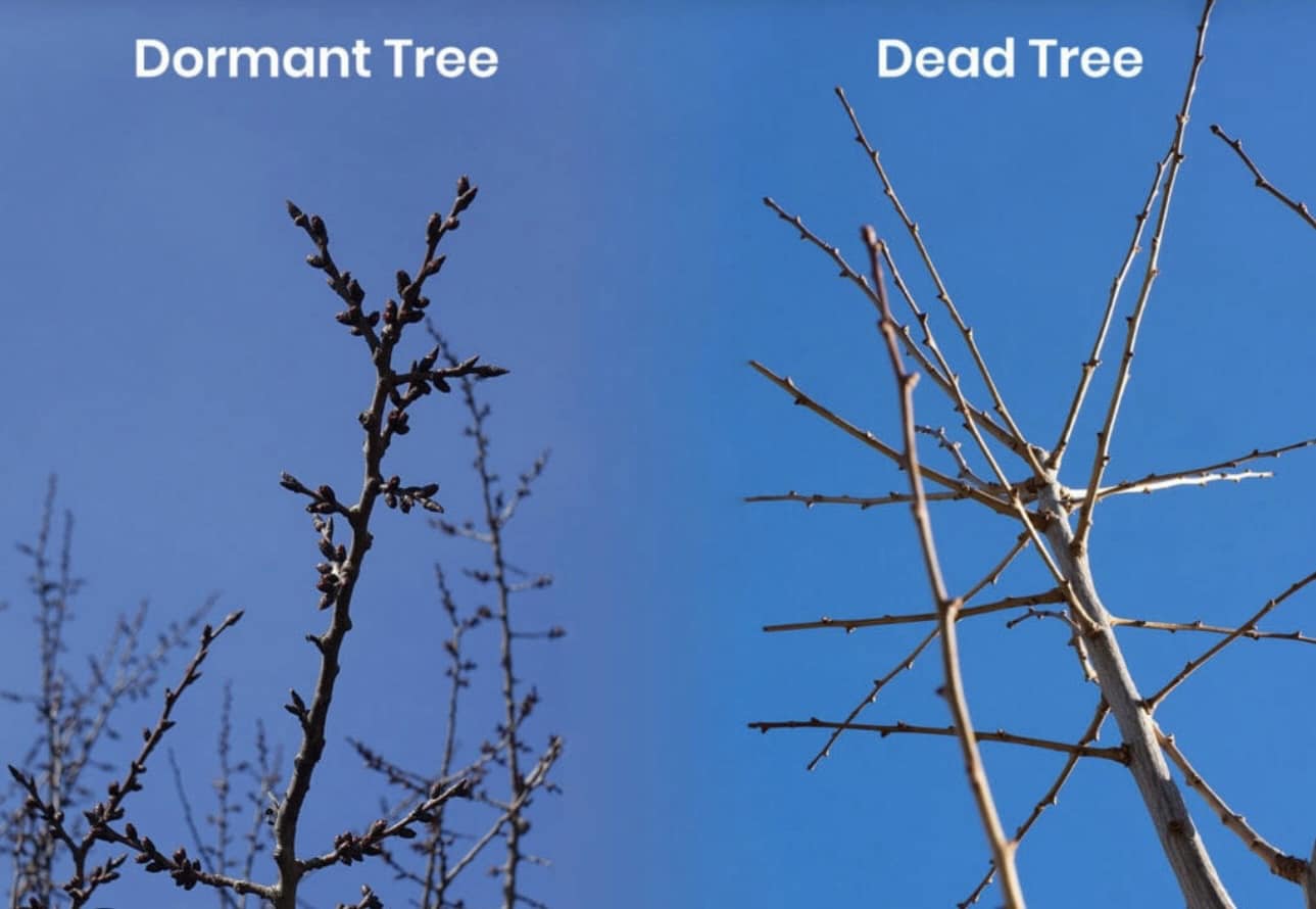 There are 5 Reasons to Call a Tree... - Trees And Stumps.com