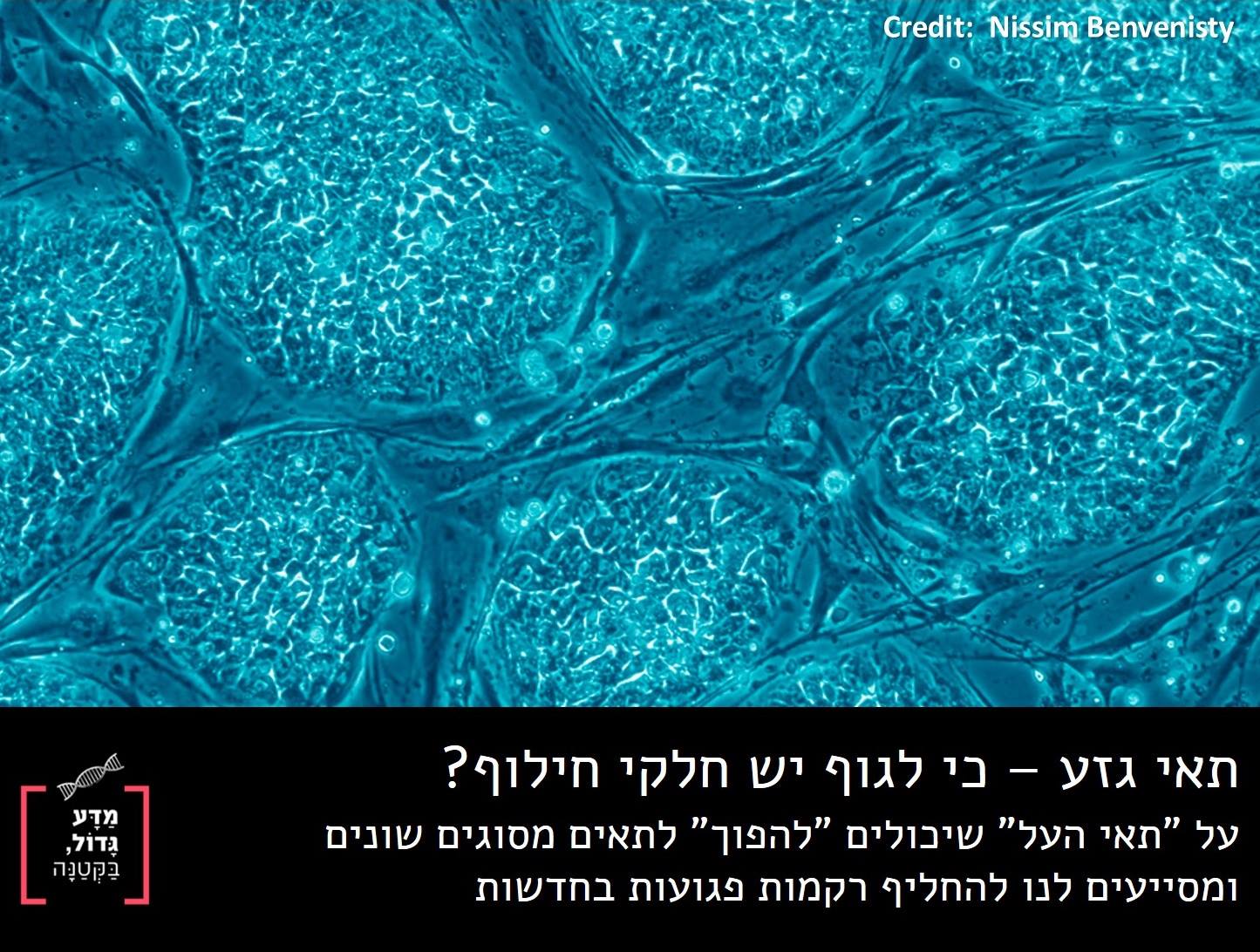 מדע גדול, בקטנה - בקטנה: תאי גזע הם תאי גוף שיכולים להתמיין לסוגים ...