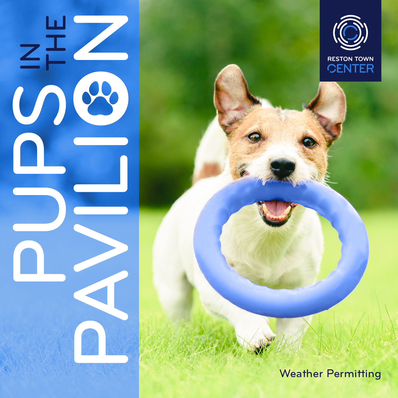 Reston - RTC's Pups in the Pavilion series returns next Wednesday, July ...