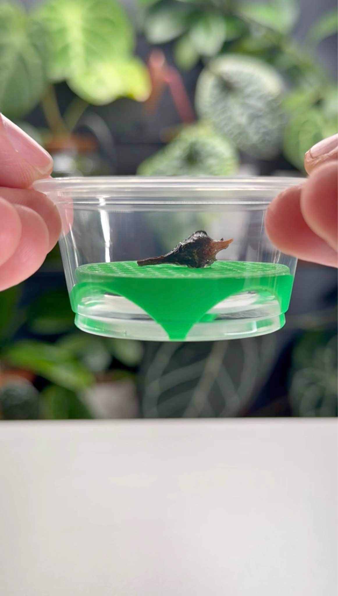 Corm Riser | Alocasia Propagation Discs (x10) - Aquariums | Facebook ...