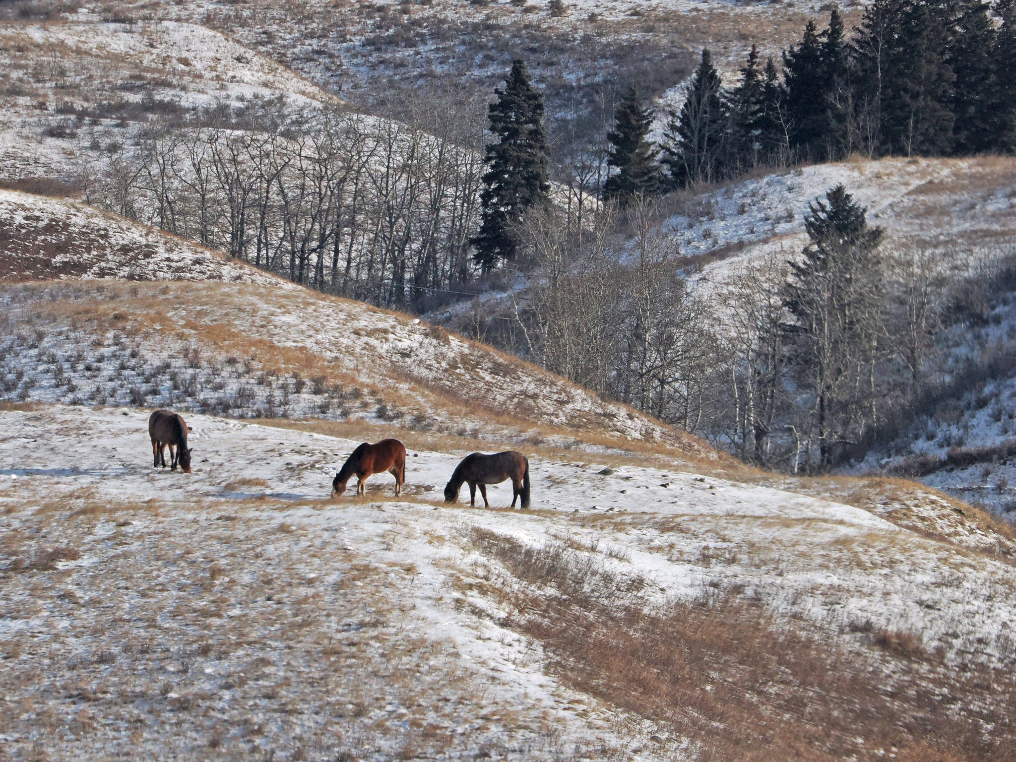 Glenbow Ranch Park... - Glenbow Ranch Park Foundation