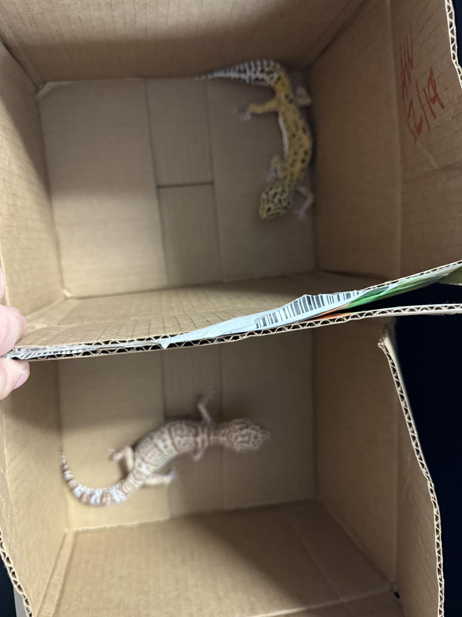 Ruby's Reptile Rodeo