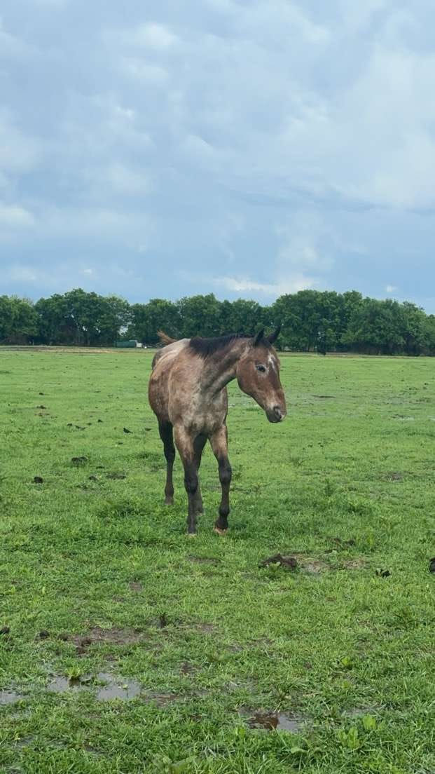 Castaways Ranch
