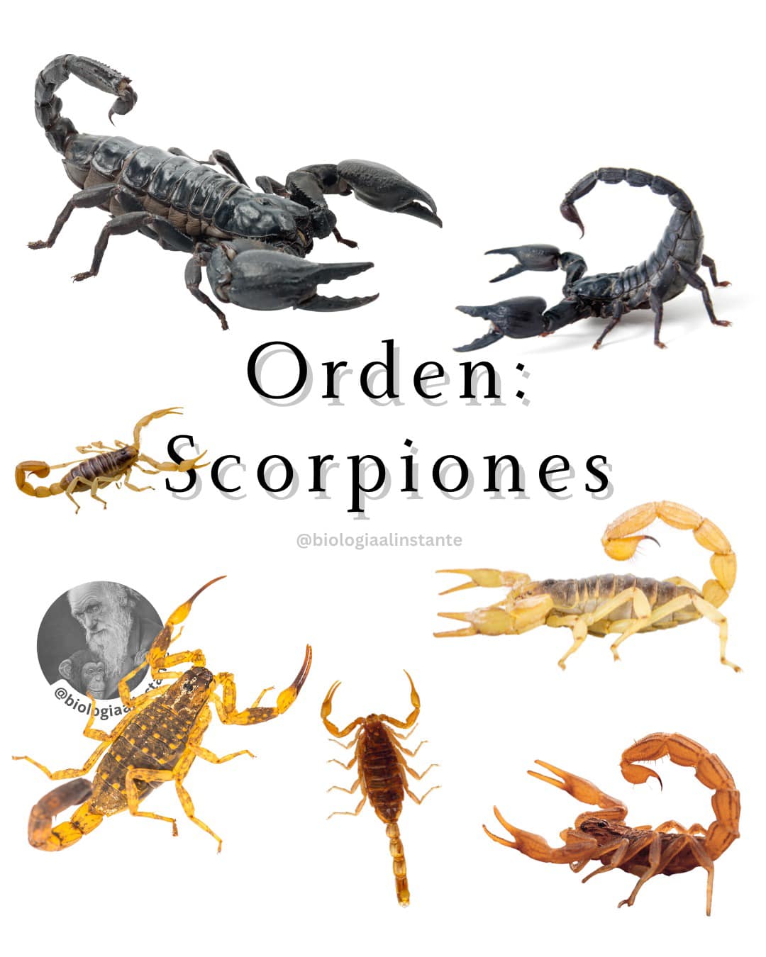 Biología - 🕷🕸Conoce tus arácnidos: Orden: Scorpiones🕸🕷 📌Conocidos ...
