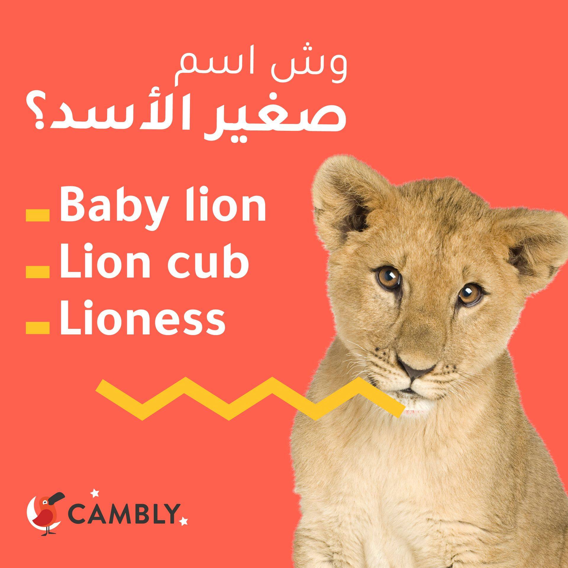 Cambly كامبلي نتحداك تعرف اسم صغير الأسد كامبلي Facebook