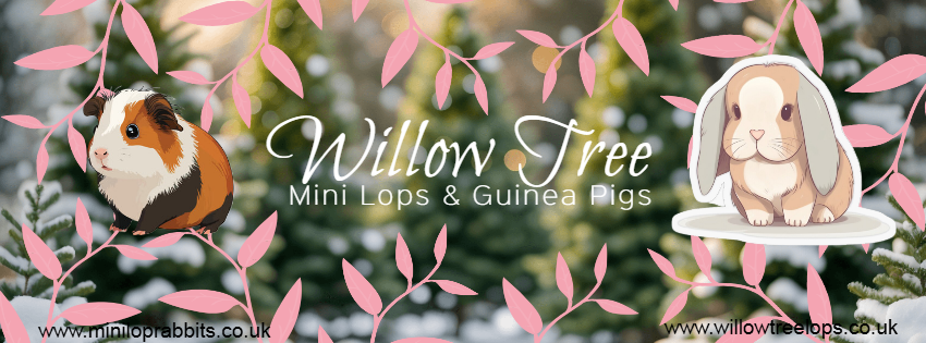 Willow Tree Mini Lop Rabbits | Cambridge