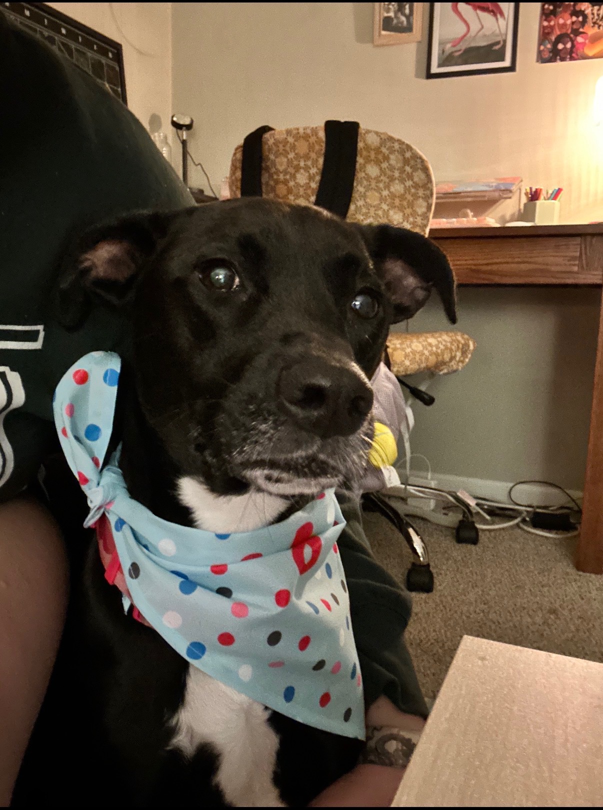 Jasper's Java - Meet our January Pet of the Month -... | Facebook