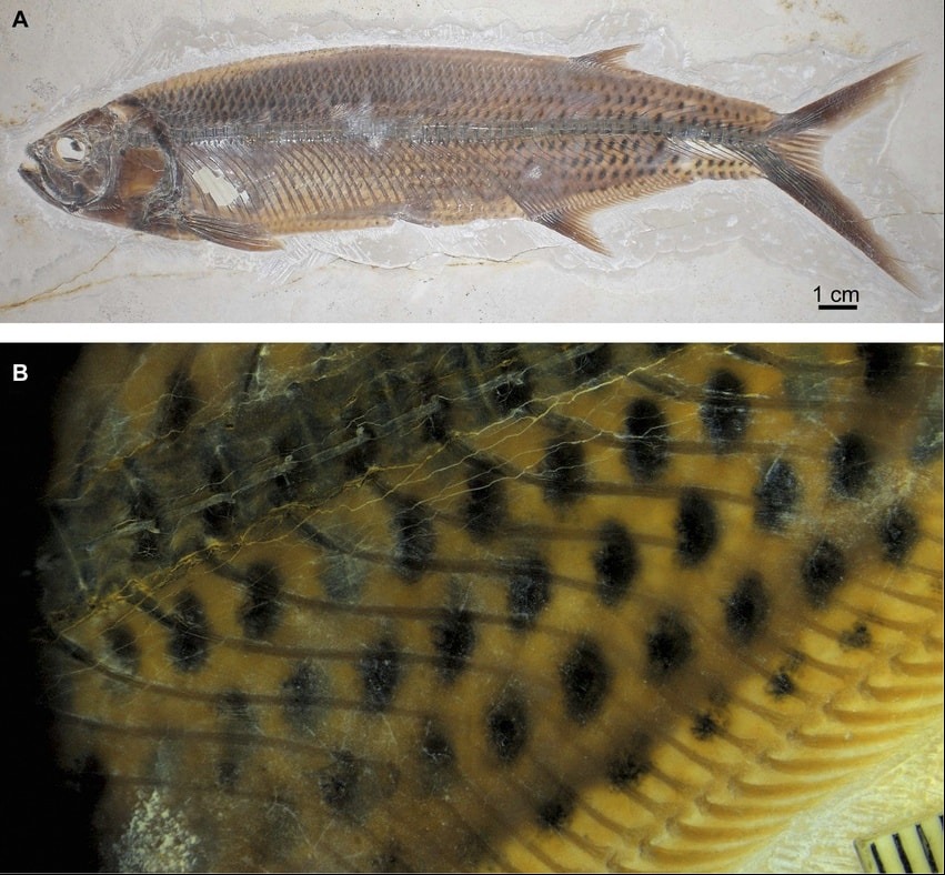 Biblical - A FISH FROZEN IN TIME What you’re seeing here is a kind of ...
