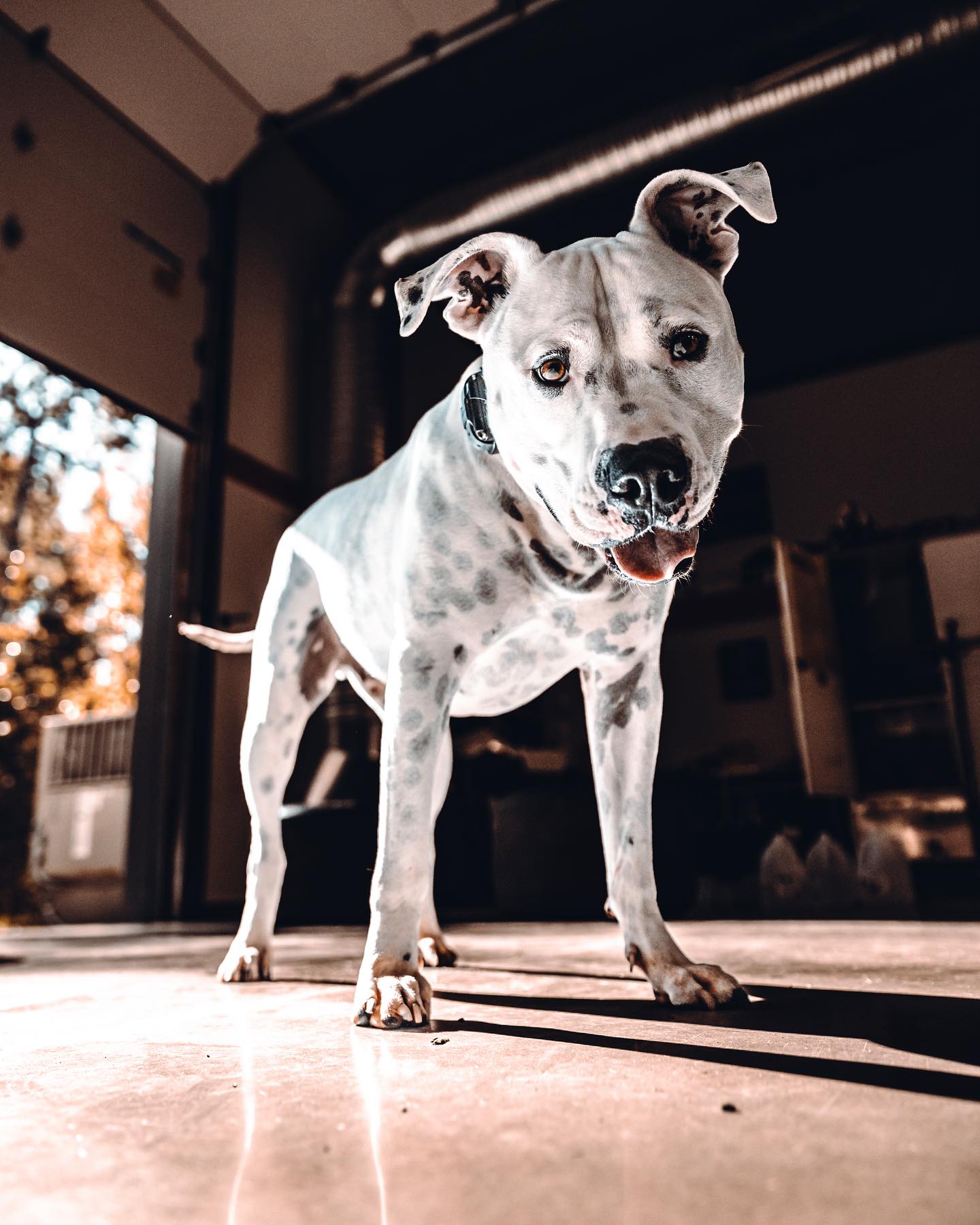 Shop dog 🐶 - Ryan Preece Racing | Facebook