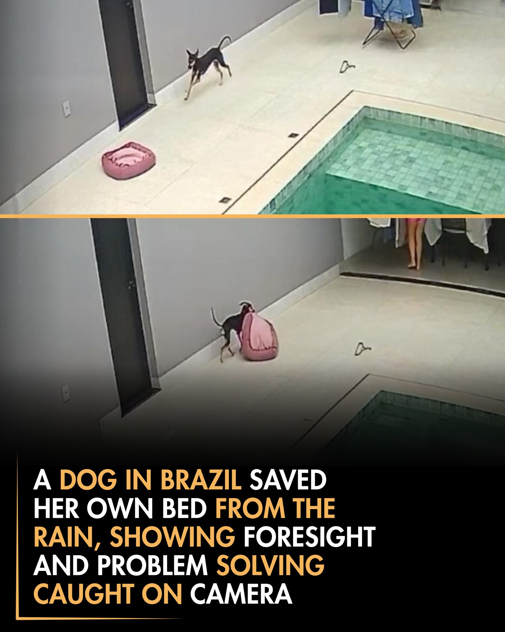 Roars - In Goiás, Brazil, a home security camera captured a sudden ...