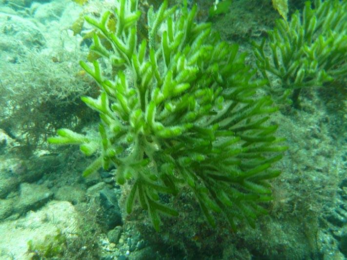 ◆ 細長い海松 ミルと言う海藻を紹介します。 漢字では「海松」と書き、多年生で季節