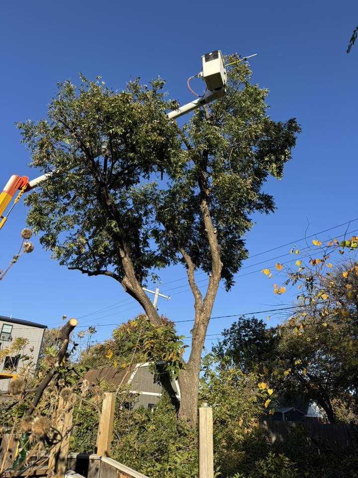 Patriot Precision Tree... - Patriot Precision Tree Services