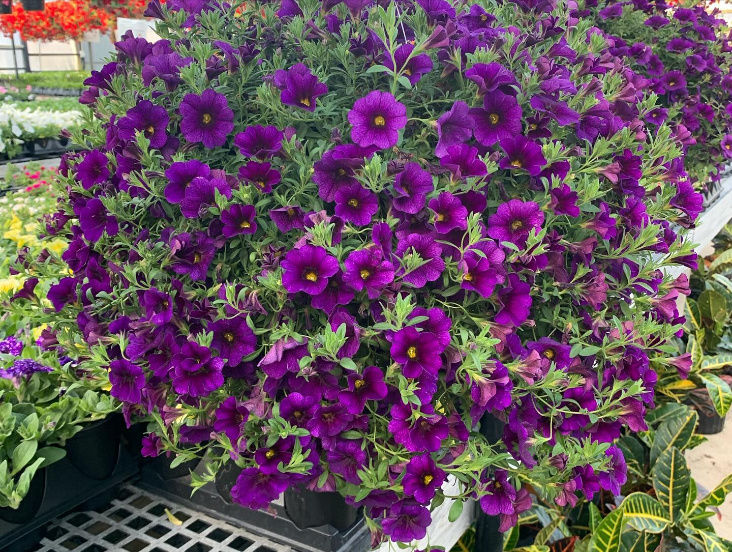 Meet Calibrachoa, the petite plant with... - The Flower Ranch | Facebook