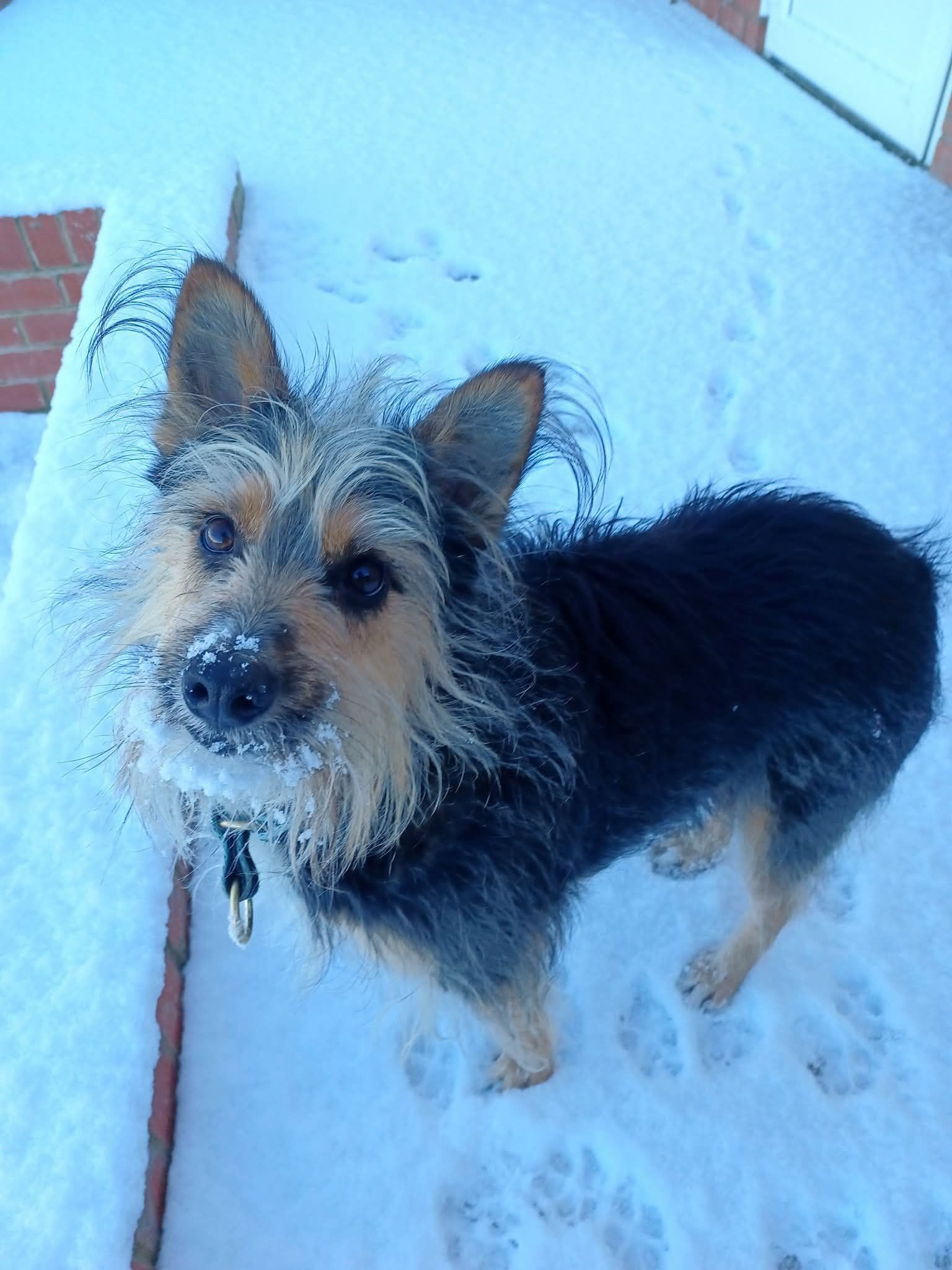 ⭐️MAX- Available for adoption⭐️... - Roaming Dogs Rescue | Facebook