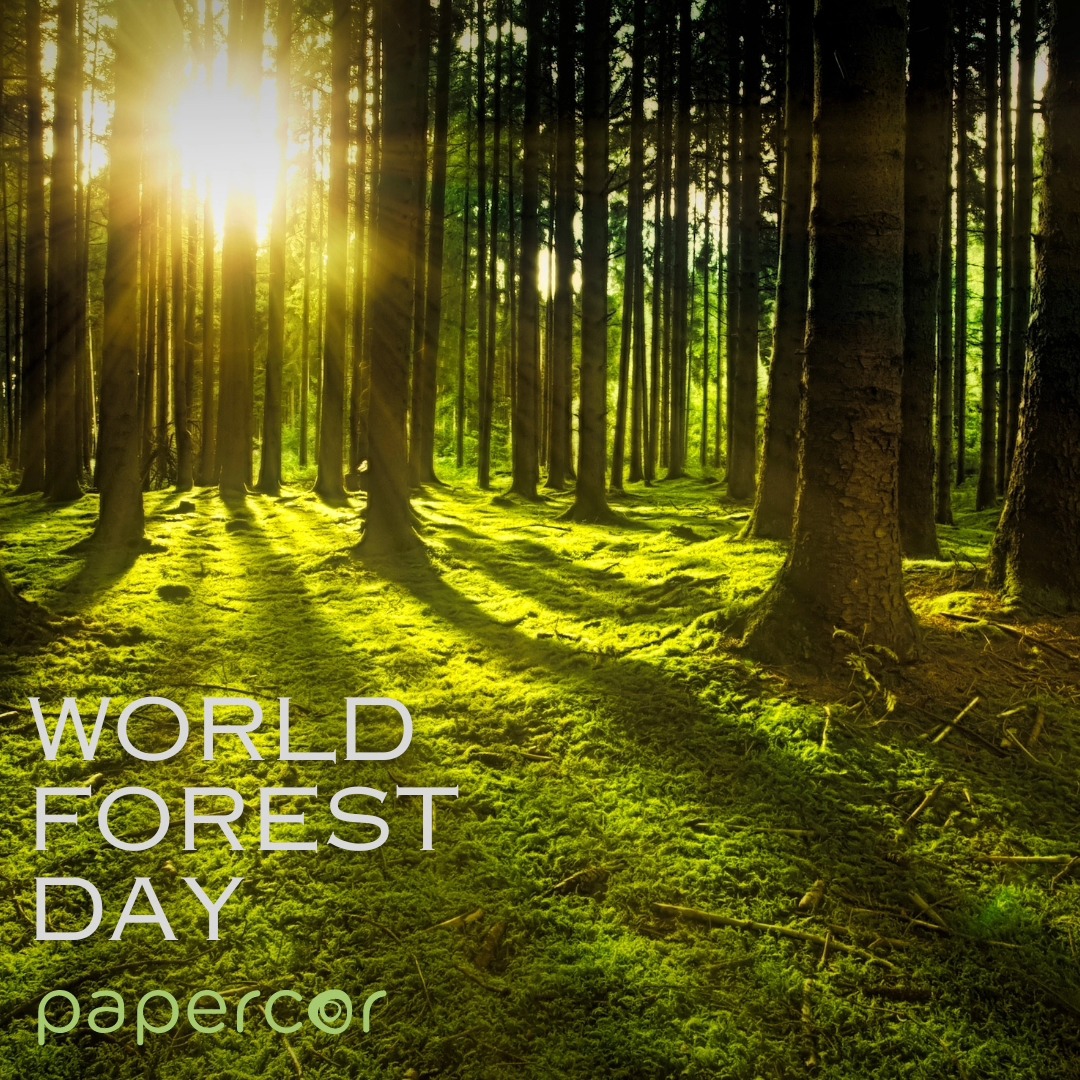 Papercor - HAPPY WORLD FOREST DAY 🌲🌳 Let's cherish and protect our ...