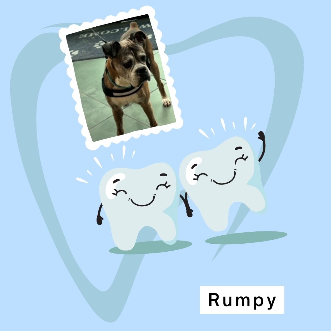 Rumpy was at the vet today... - New Jersey Boxer Rescue, Inc.