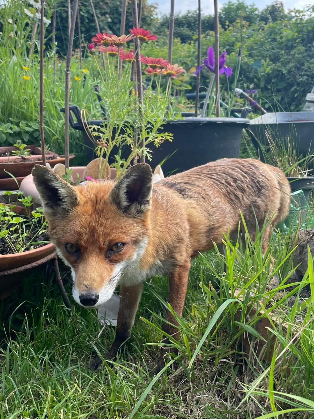 Wildlife.net - Red Fox (Vulpes vulpes): This mammal is the largest of ...