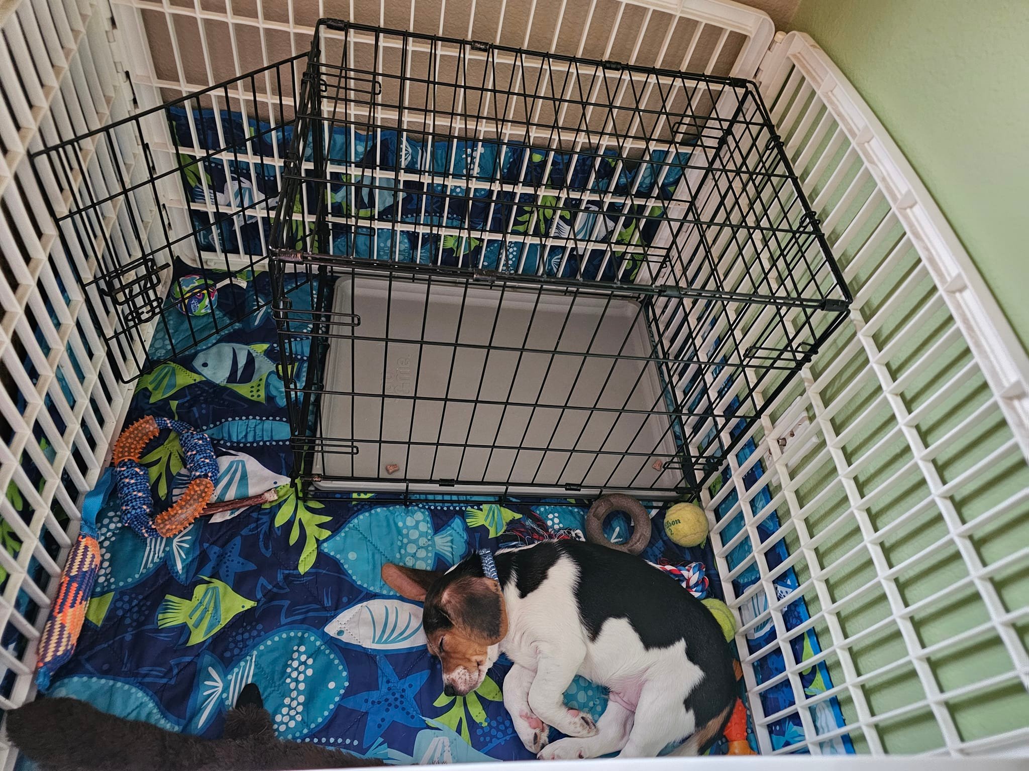 How to Stop Dog Pooping in Crate: Proven Techniques