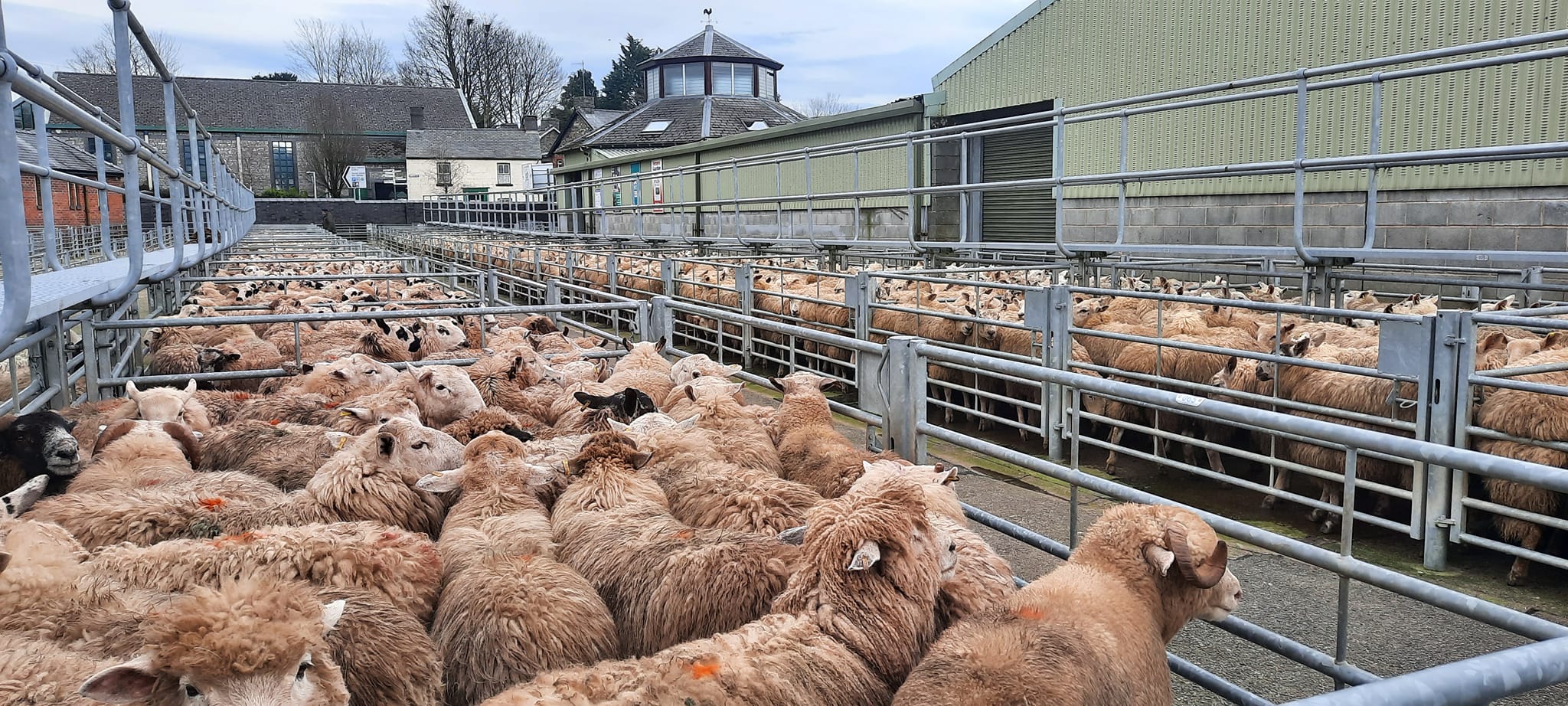 Rhayader - ALL WEIGHTS AND GRADES OF PRIME HOGGETS AND CULL SHEEP ...